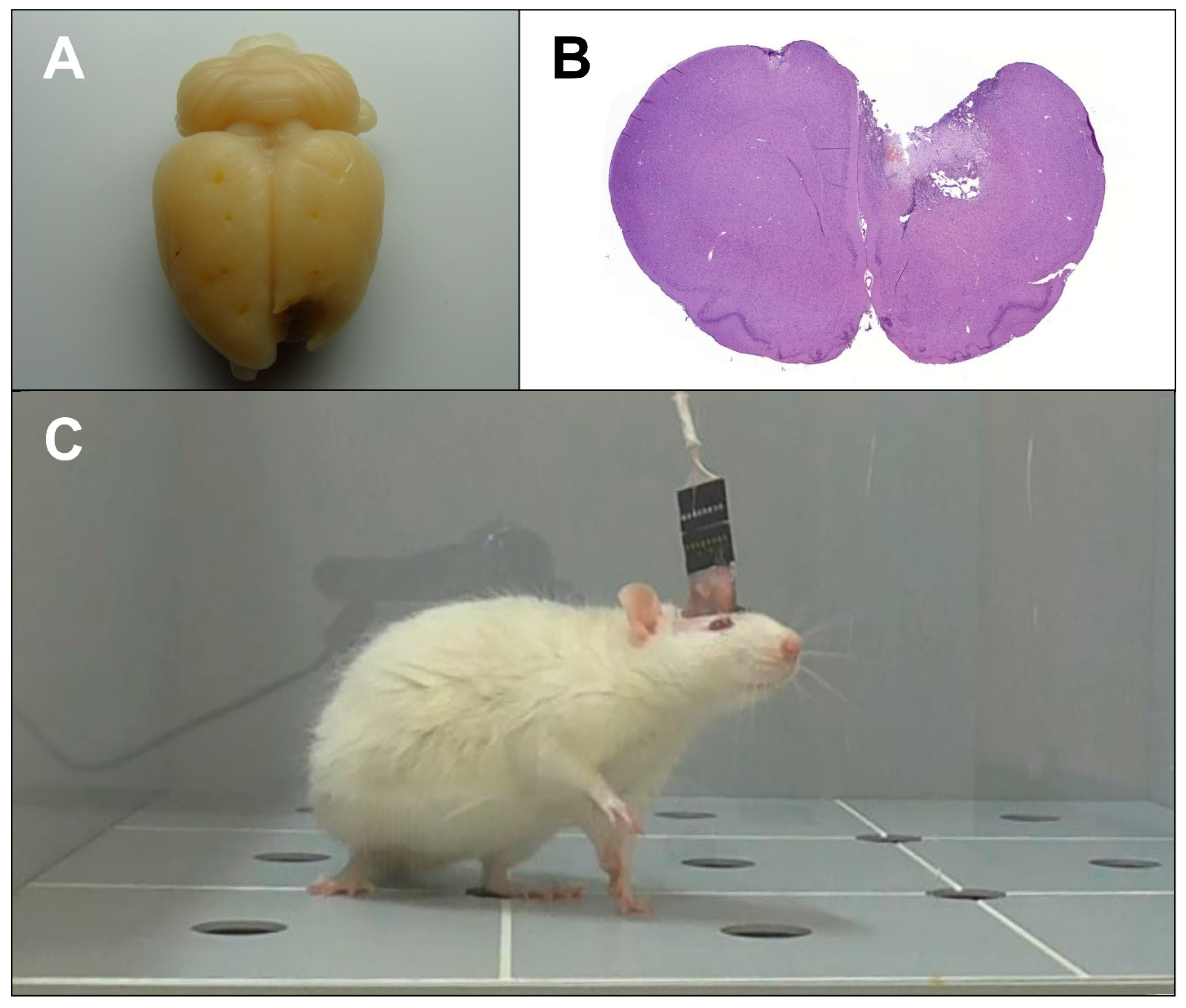 Brainsci 11 00981 g001 550