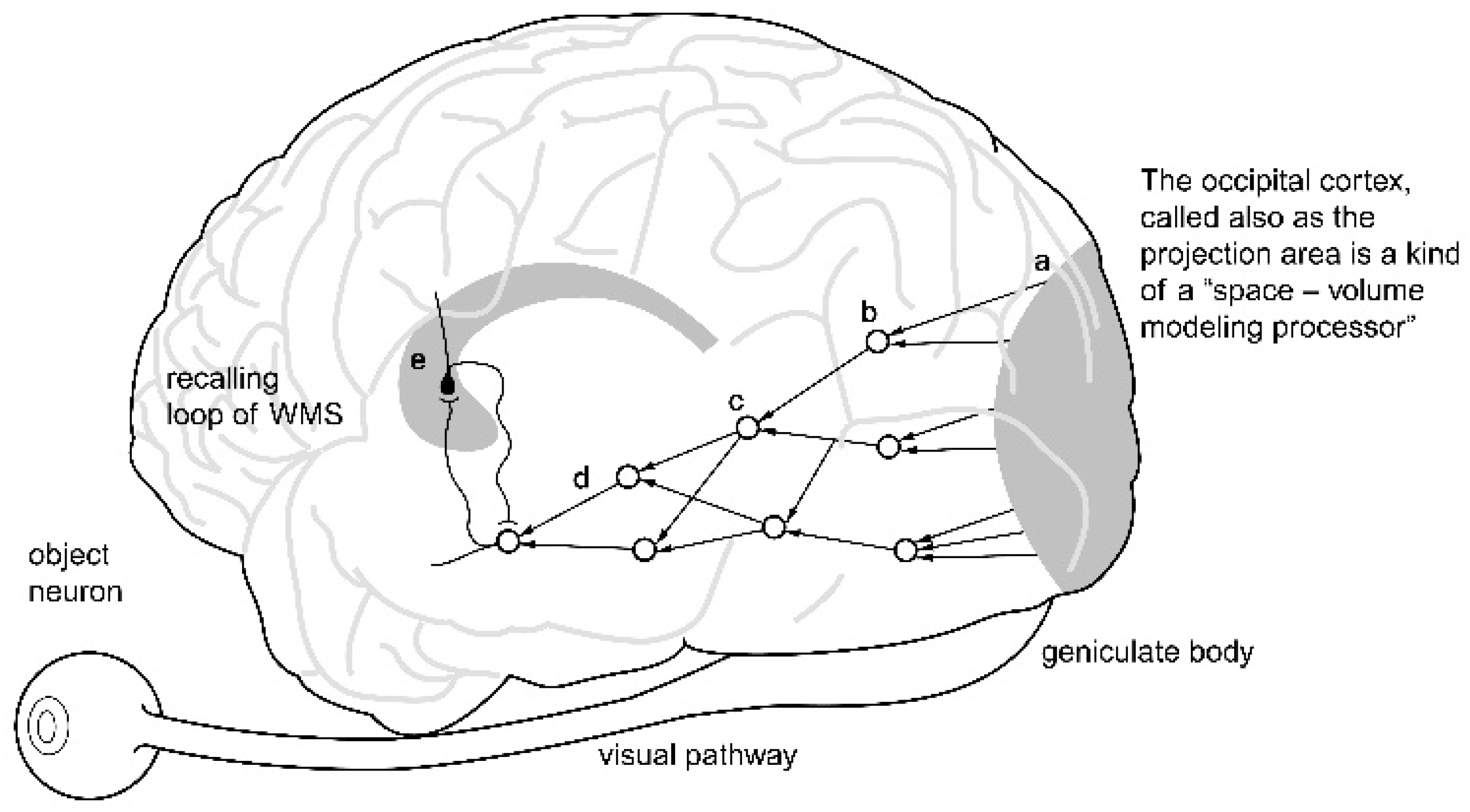 Brainsci 11 00984 g001