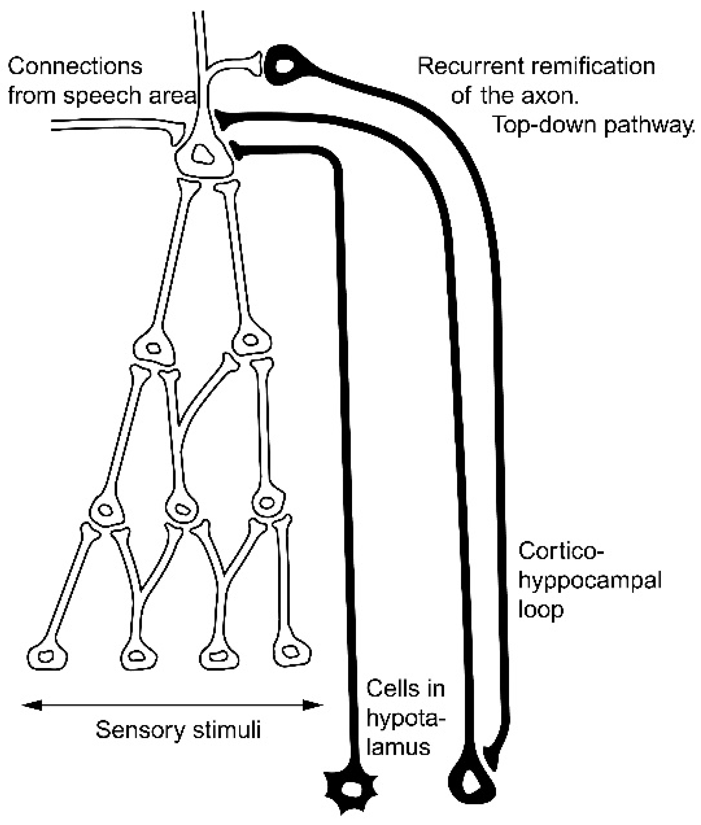 Brainsci 11 00984 g002