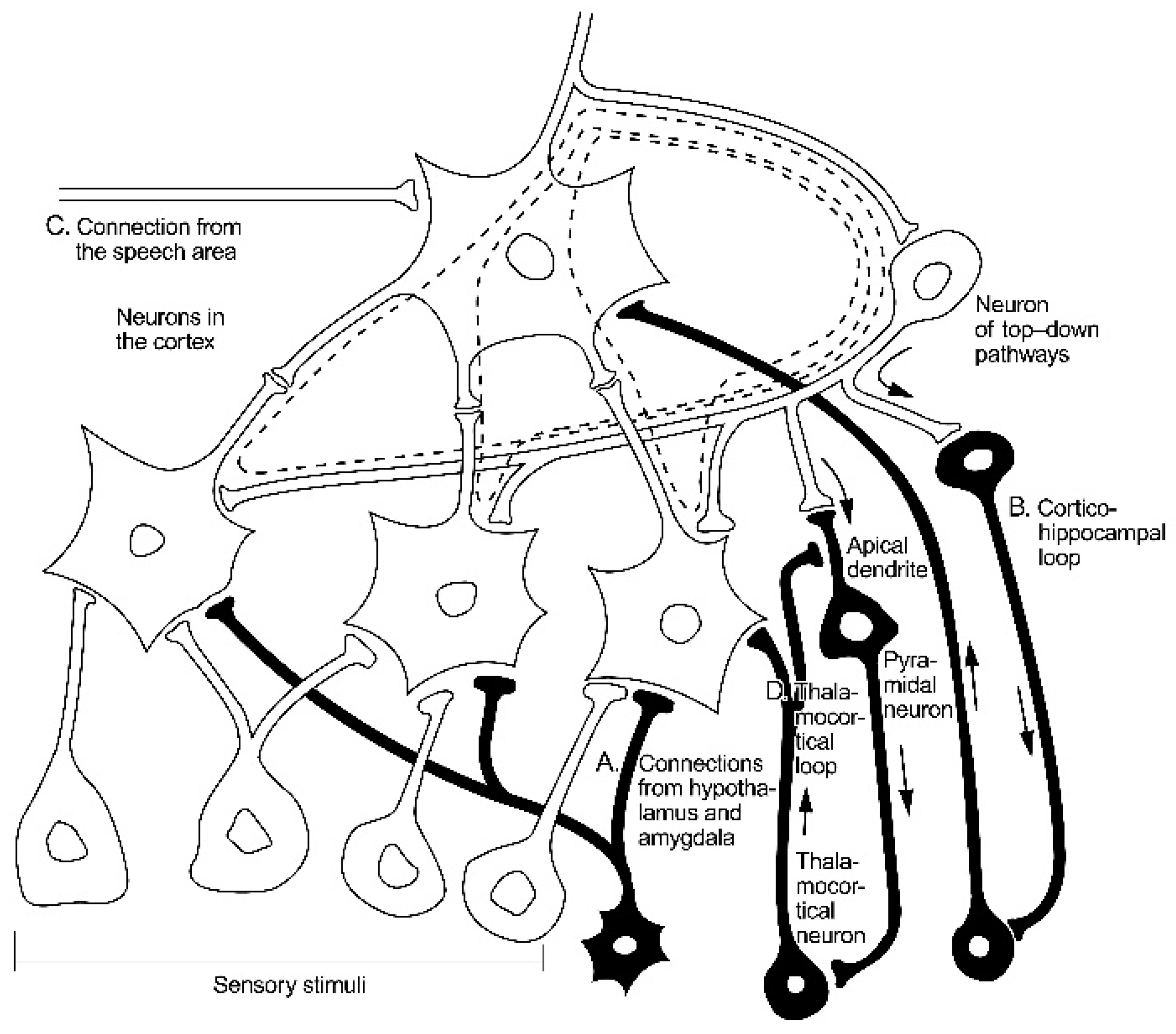 Brainsci 11 00984 g003