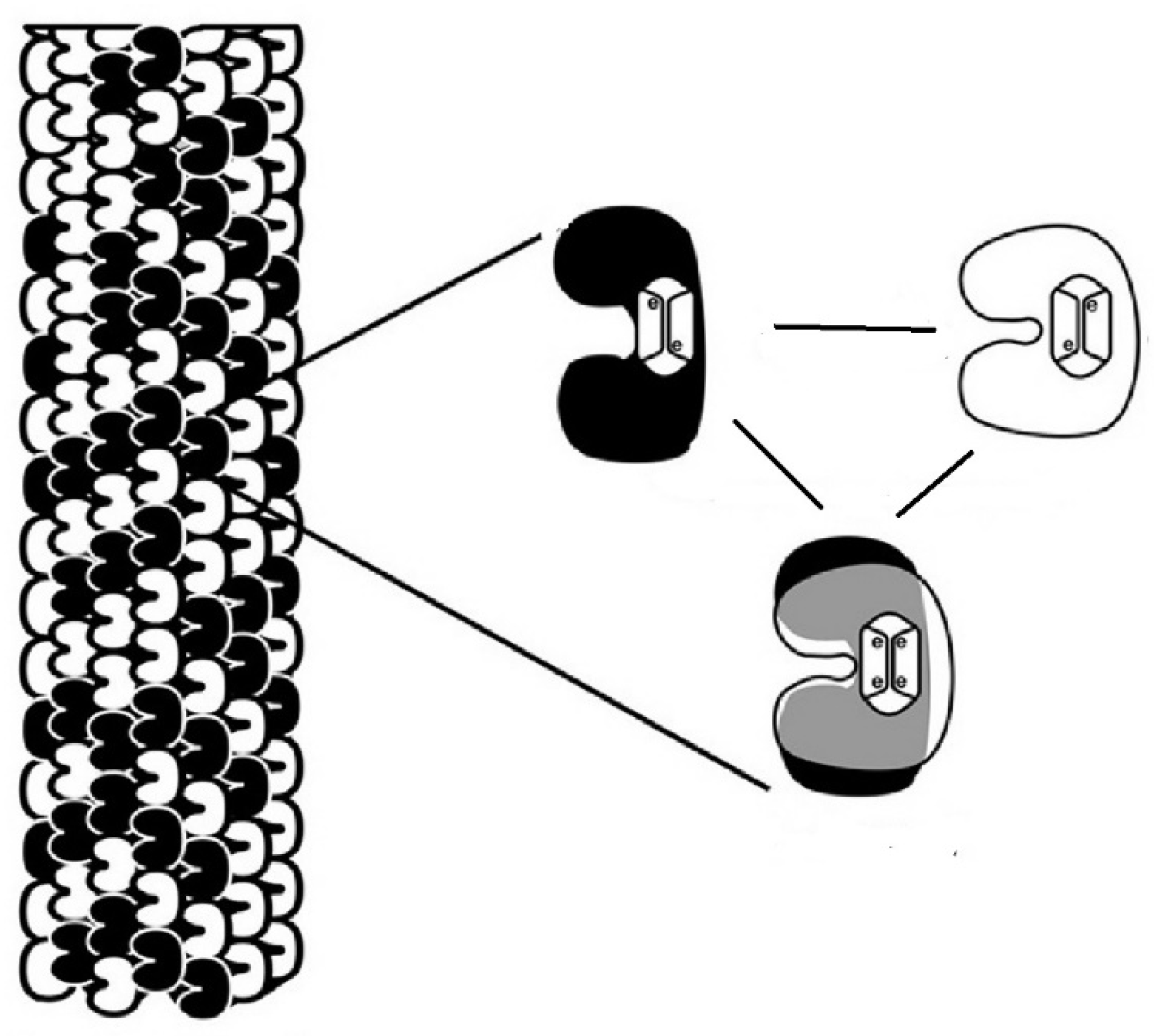 Brainsci 11 00984 g004