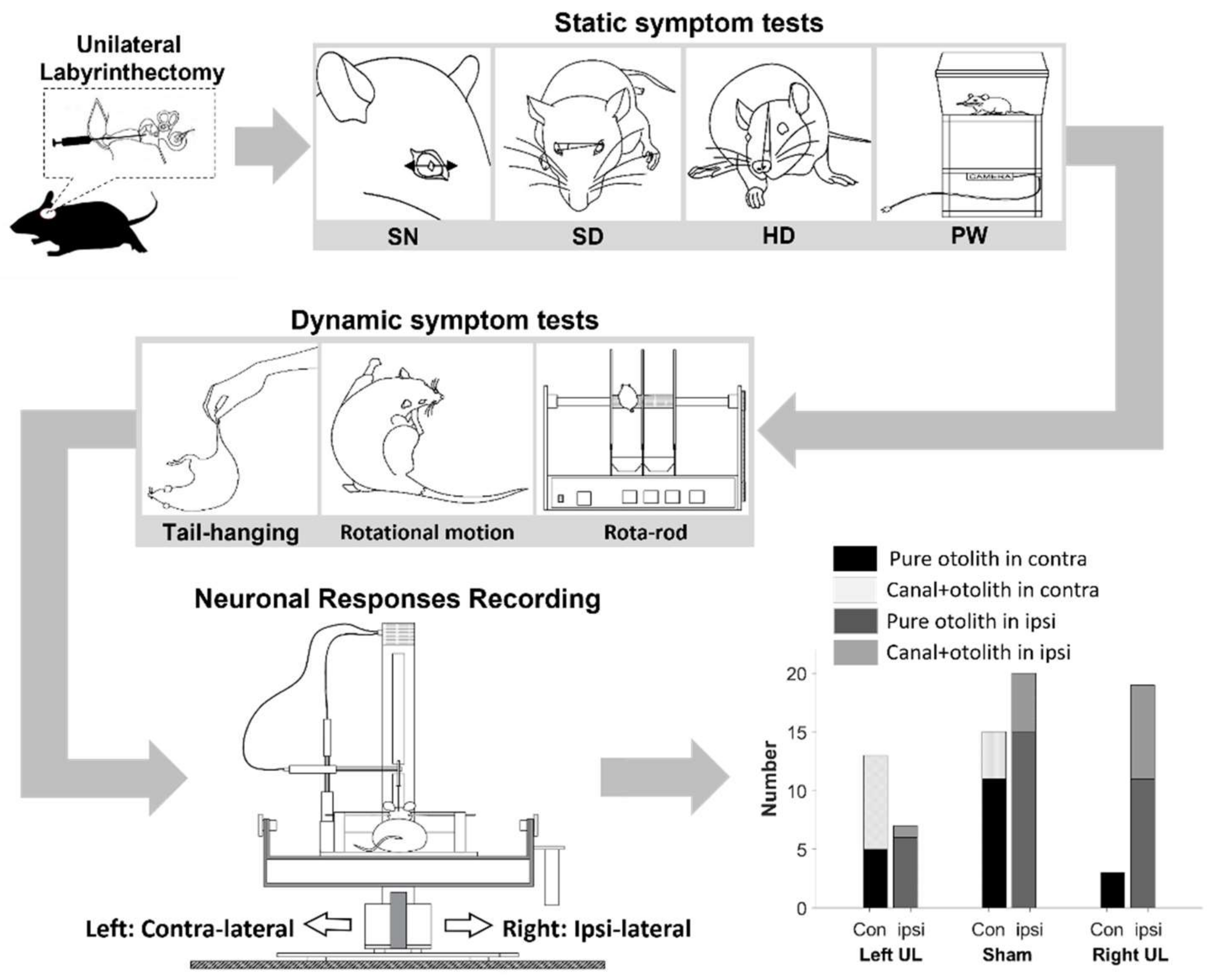 Brainsci 11 00987 g001 Brainsci 11 00987 g001