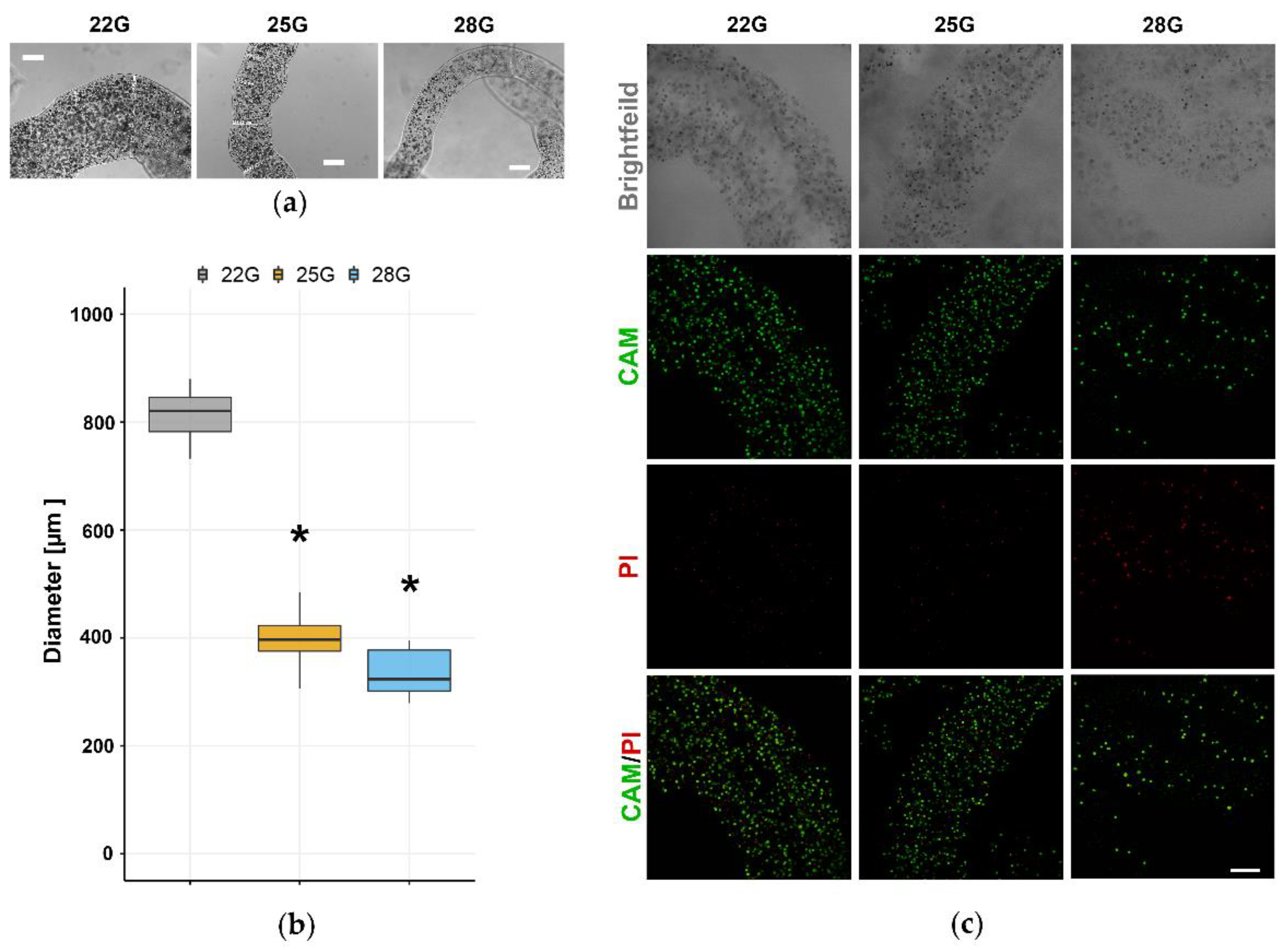 Brainsci 11 01025 g002