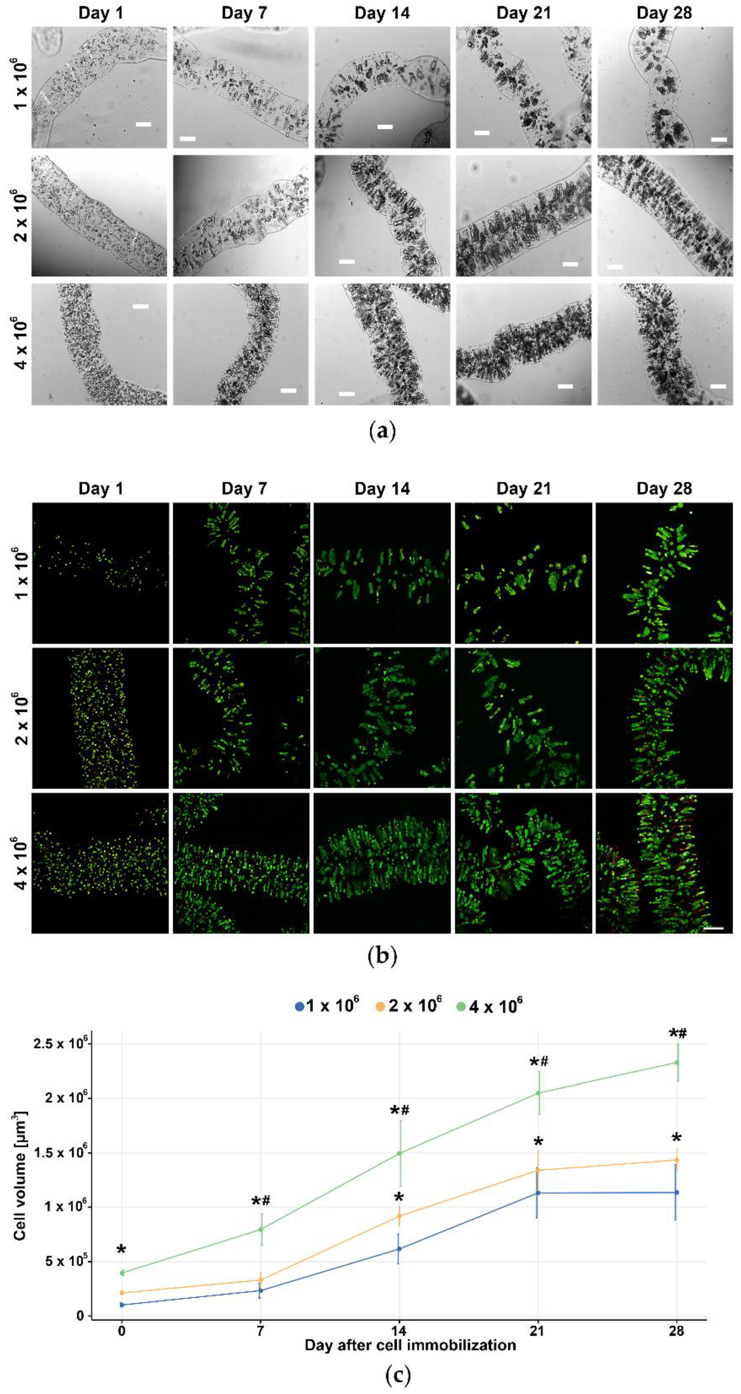 Brainsci 11 01025 g003