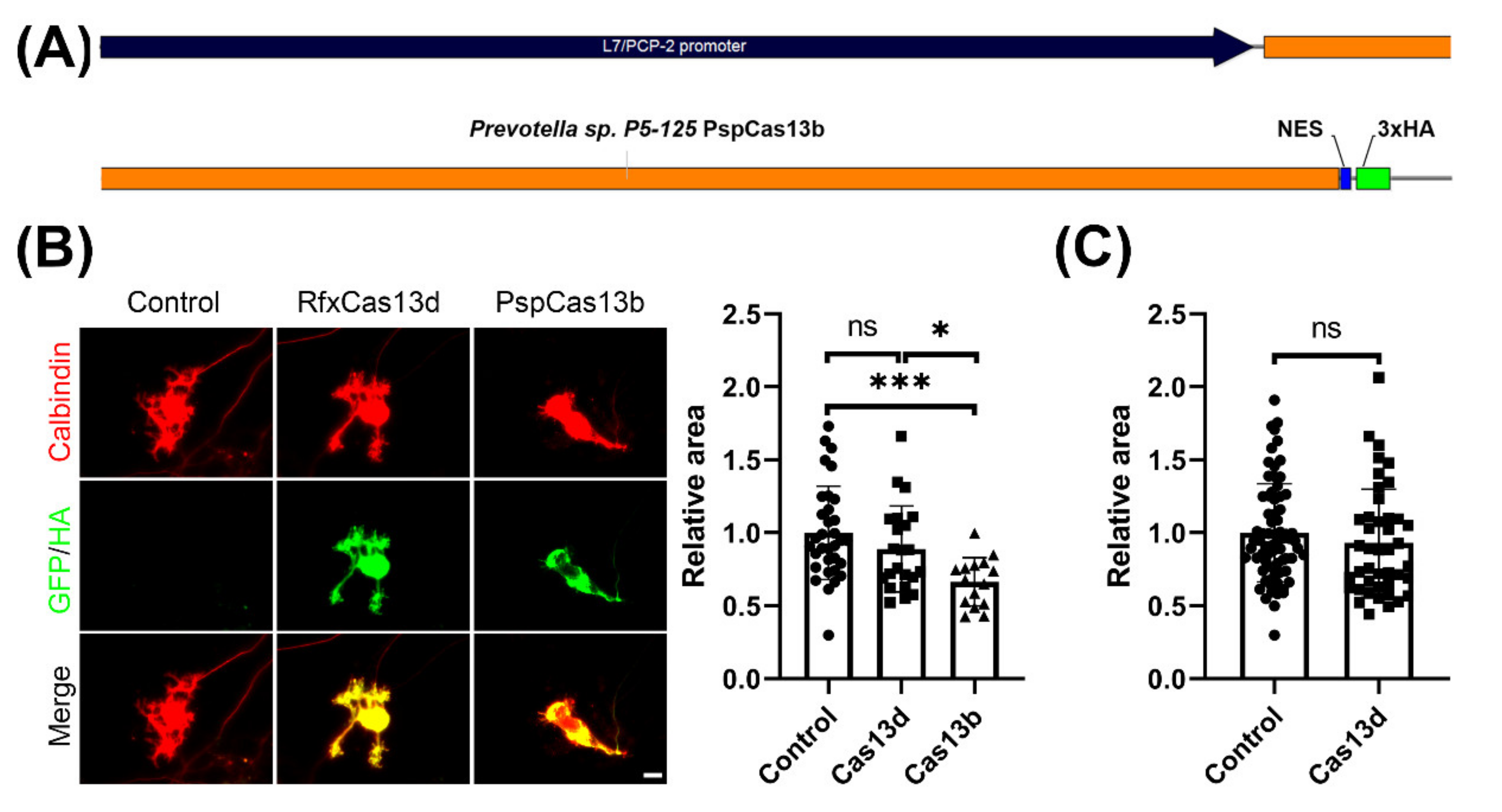Brain Sciences Free Full Text The Bacterial Enzyme Rfxcas13d Is Less Neurotoxic Than Pspcas13b And Could Be A Promising Rna Editing And Interference Tool In The Nervous System Html