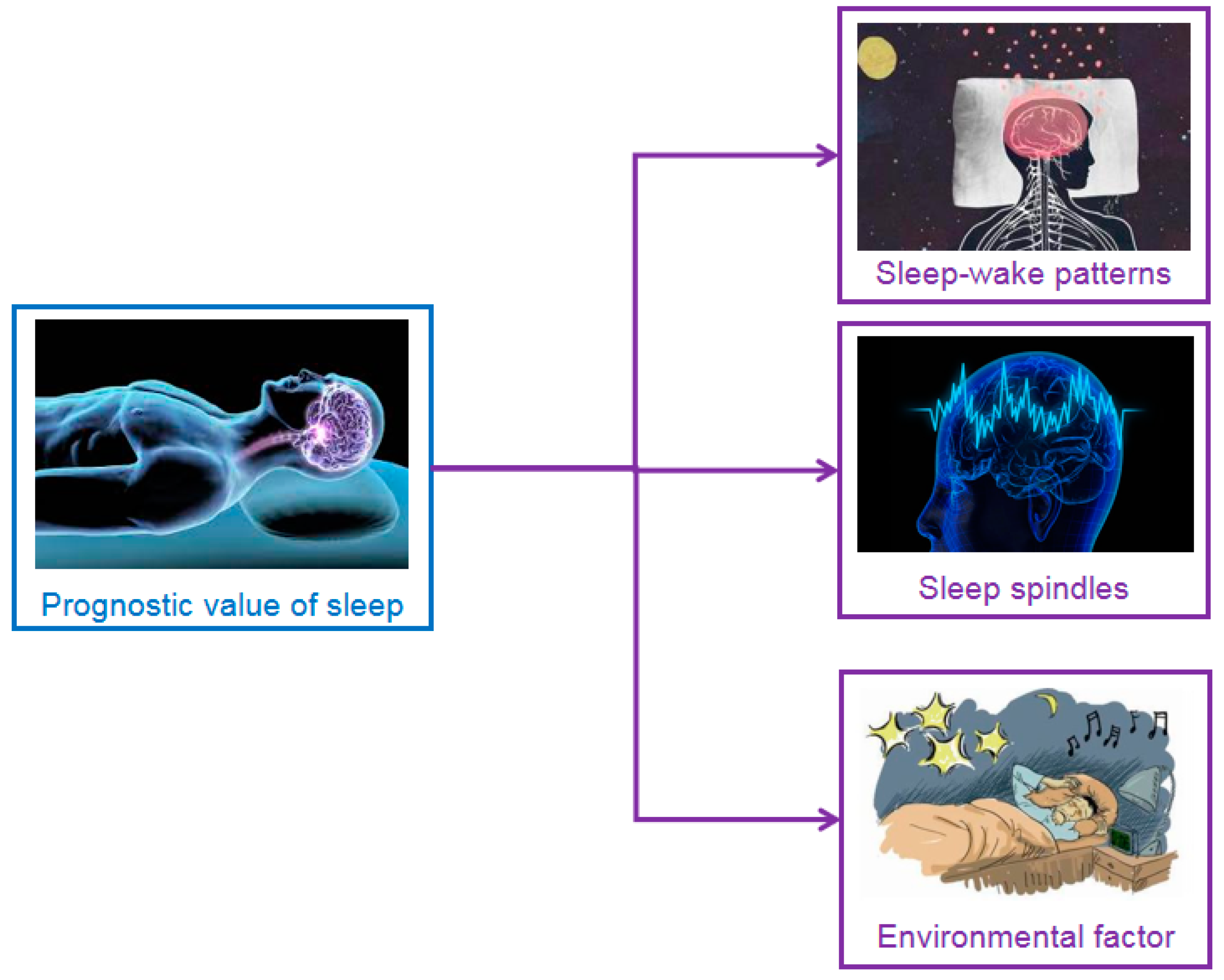 Brainsci 11 01072 g004
