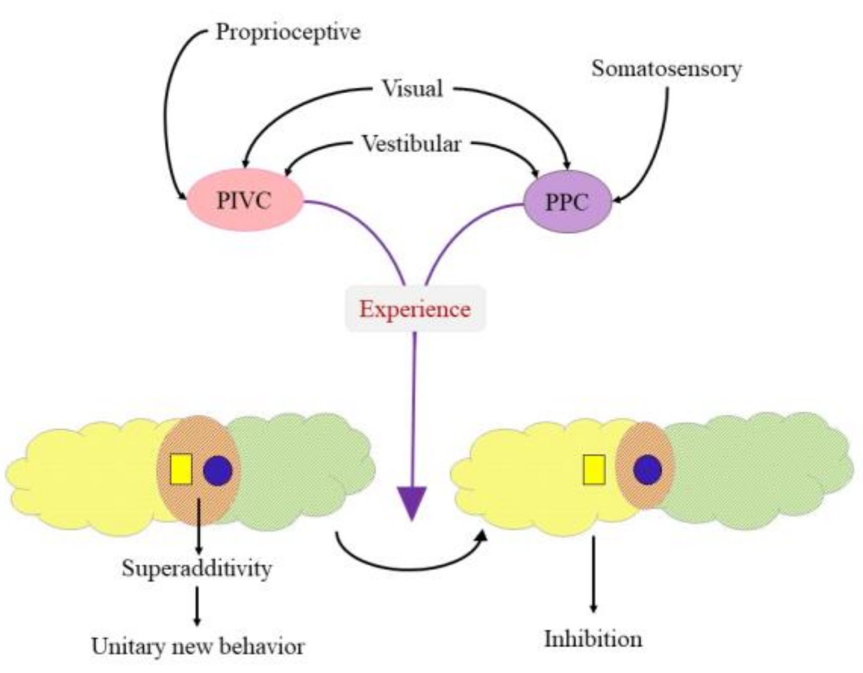 Brain Sciences | Free Full-Text | Vestibular Stimulation May Drive ...