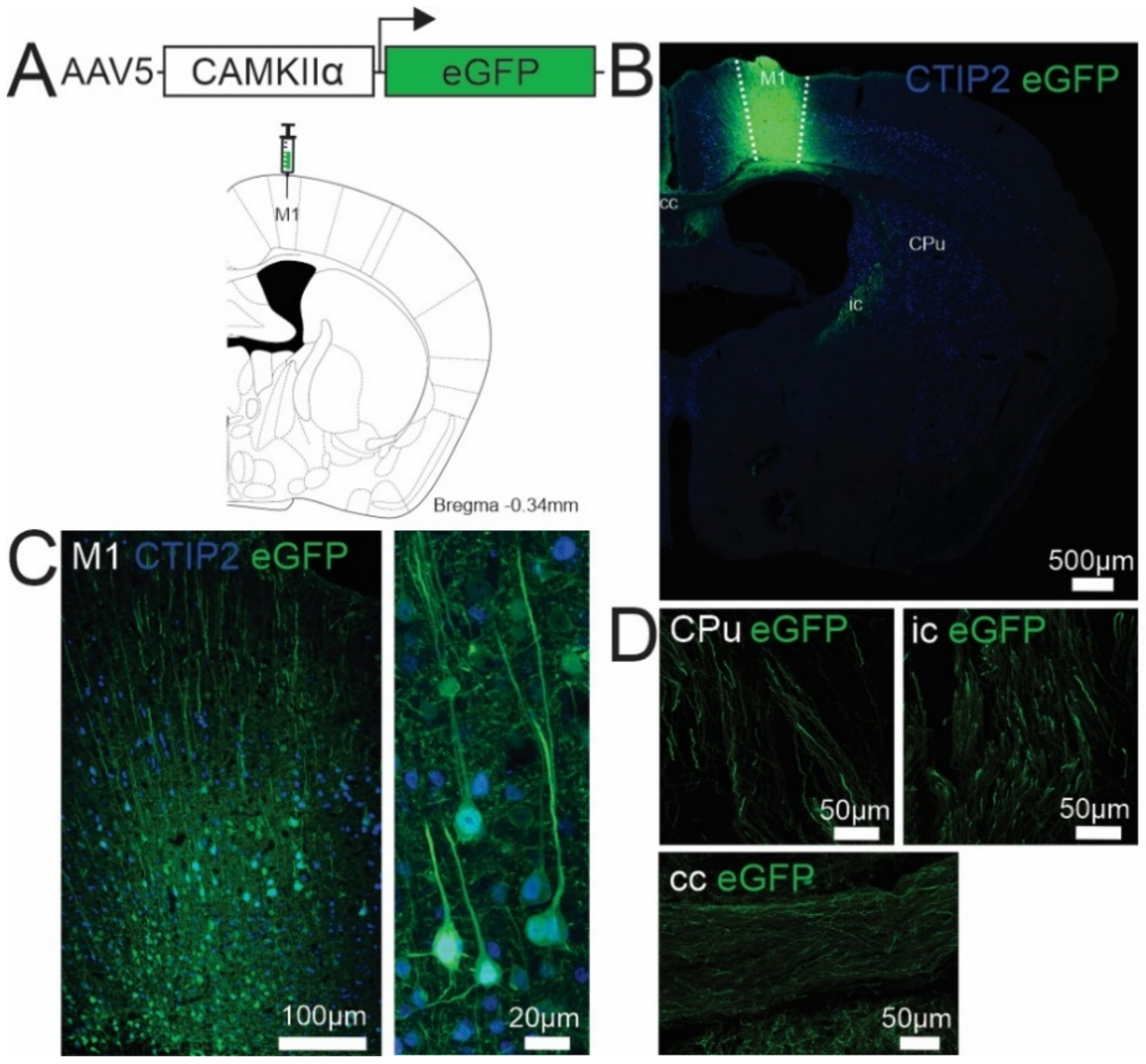 Brainsci 11 01112 g001 Brainsci 11 01112 g001