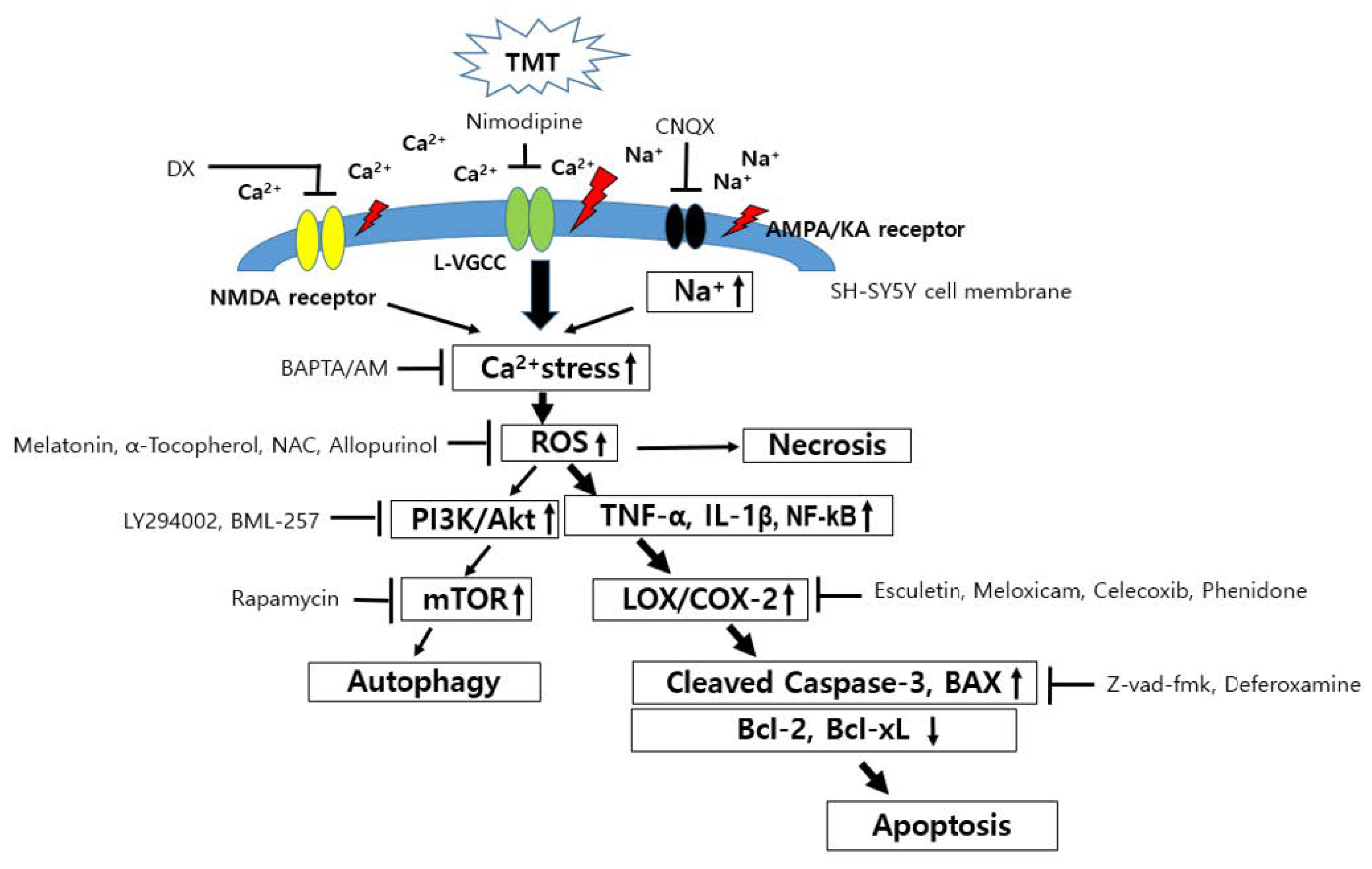 Brainsci 11 01116 g012 Brainsci 11 01116 g012