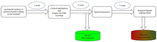 Solved EXERCISE 4 THE BIPEDAL GAIT Work in a group to