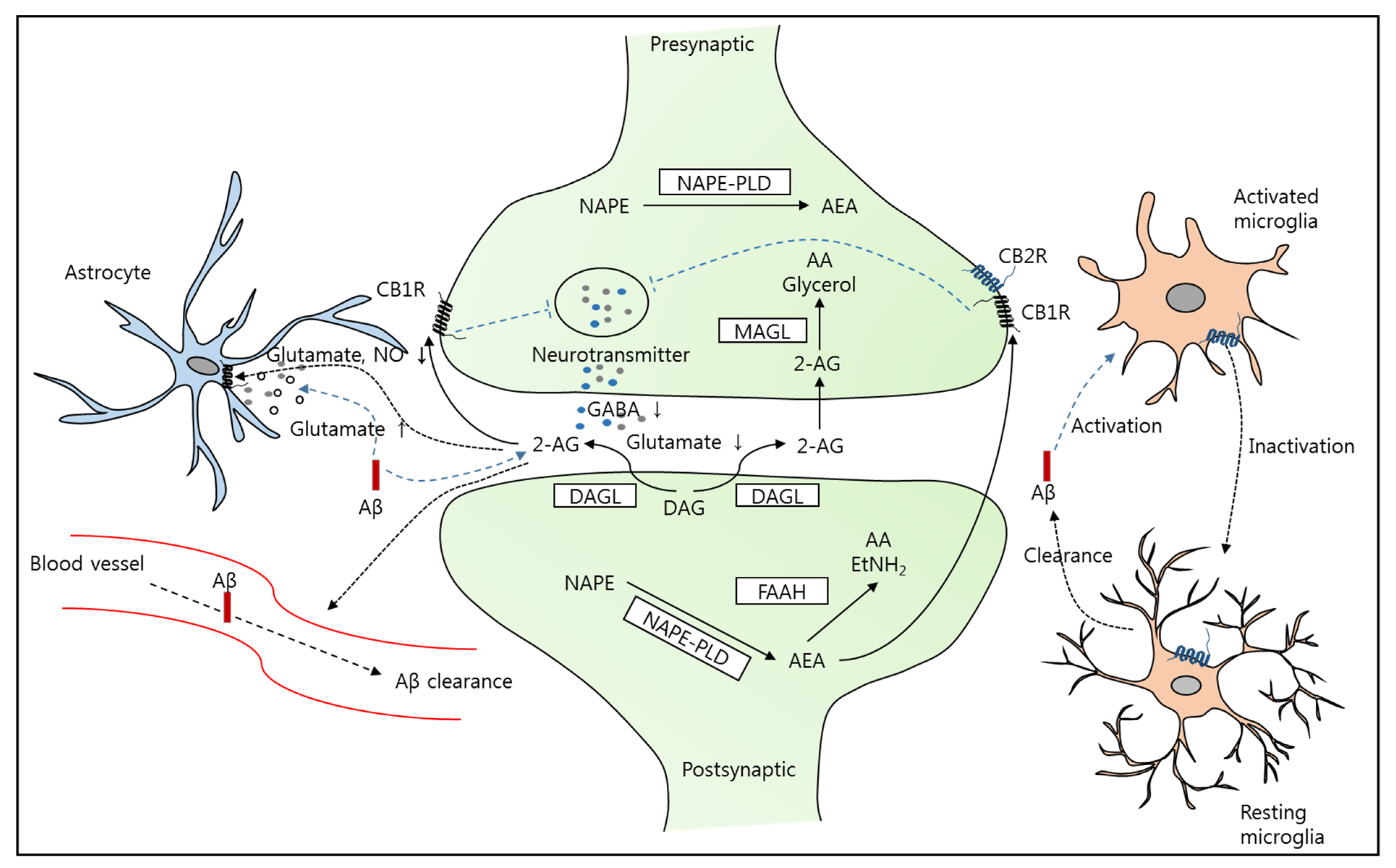 Brainsci 11 01211 g002