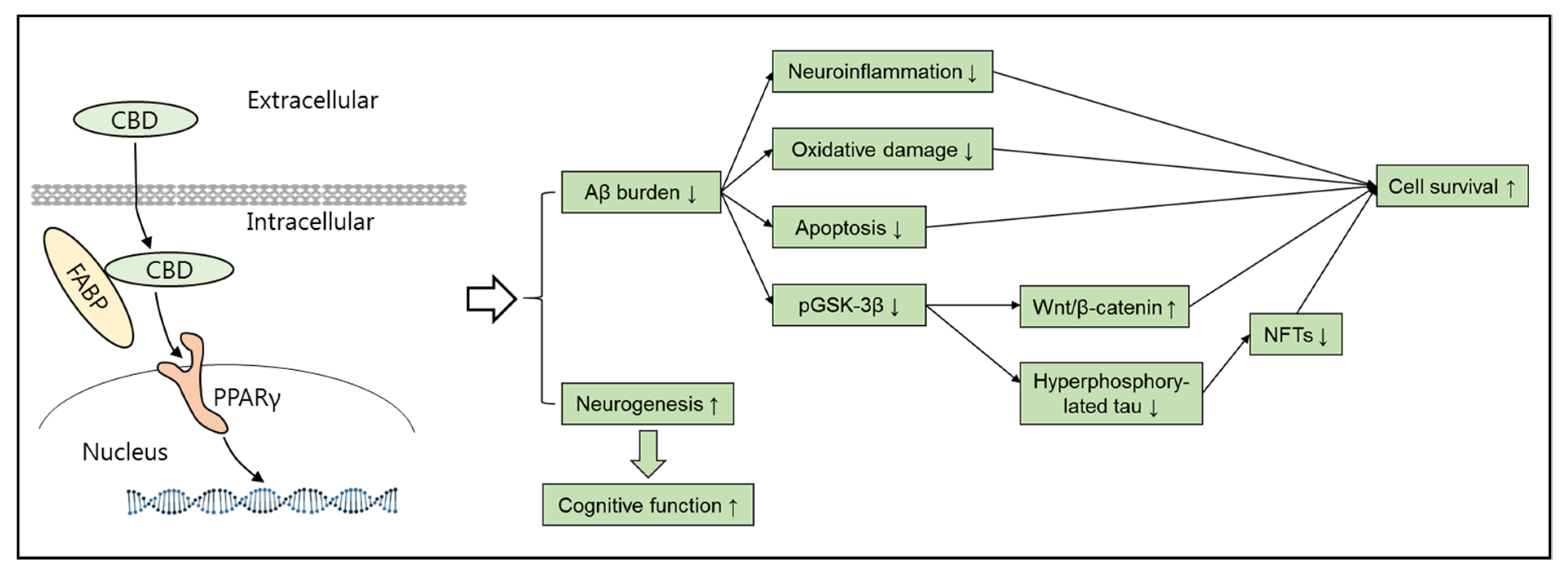 Brainsci 11 01211 g004