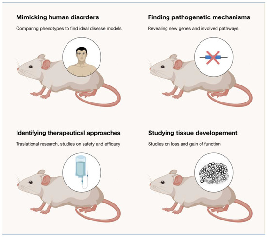 Brain Sciences | Free Full-Text | Animal Models as a Tool to Design Therapeutical Strategies for CMT-like Hereditary Neuropathies Brain Sciences | Free Full-Text | Animal Models as a Tool to Design Therapeutical Strategies for CMT-like Hereditary Neuropathies