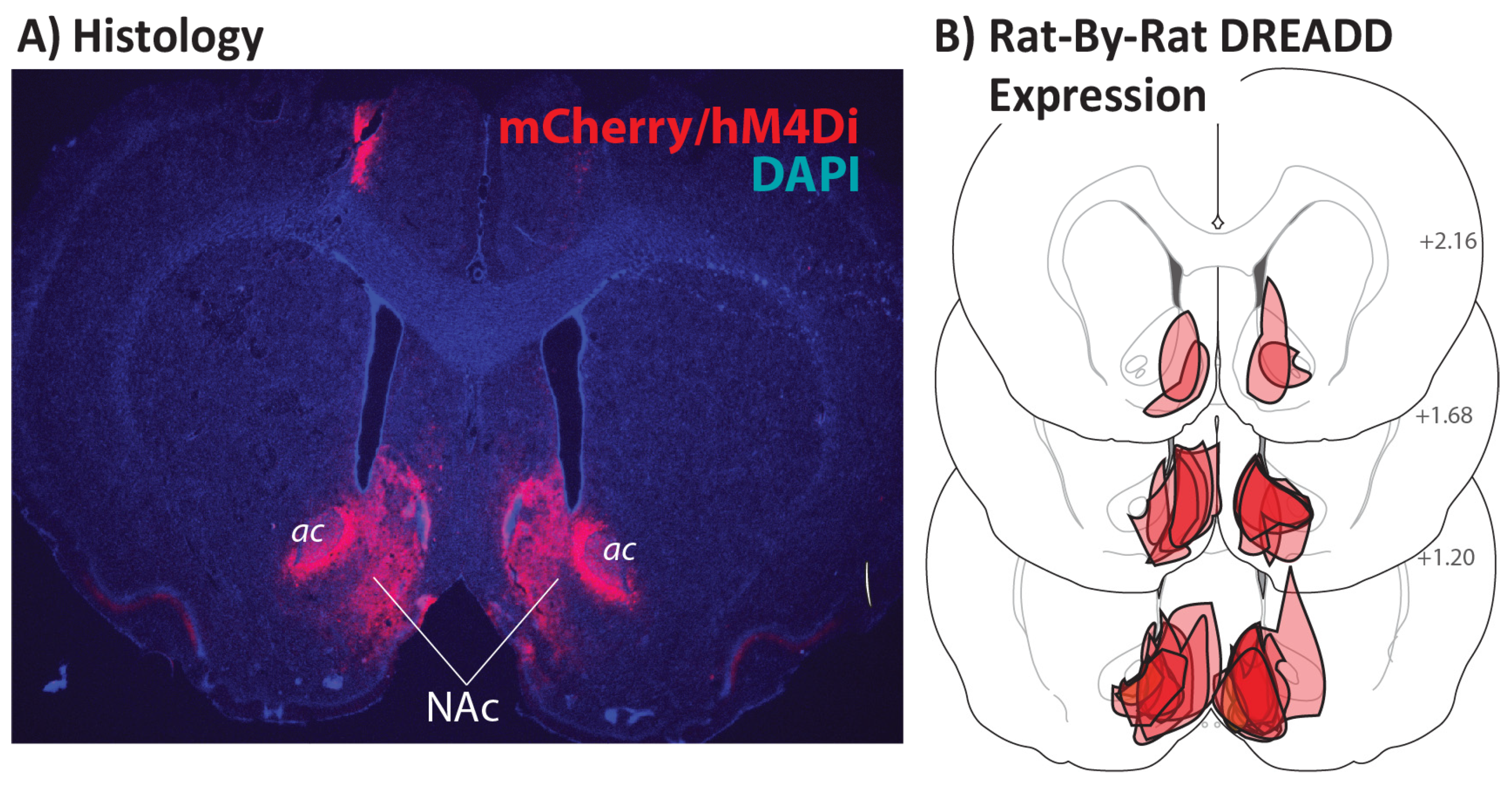 Brainsci 11 01255 g001