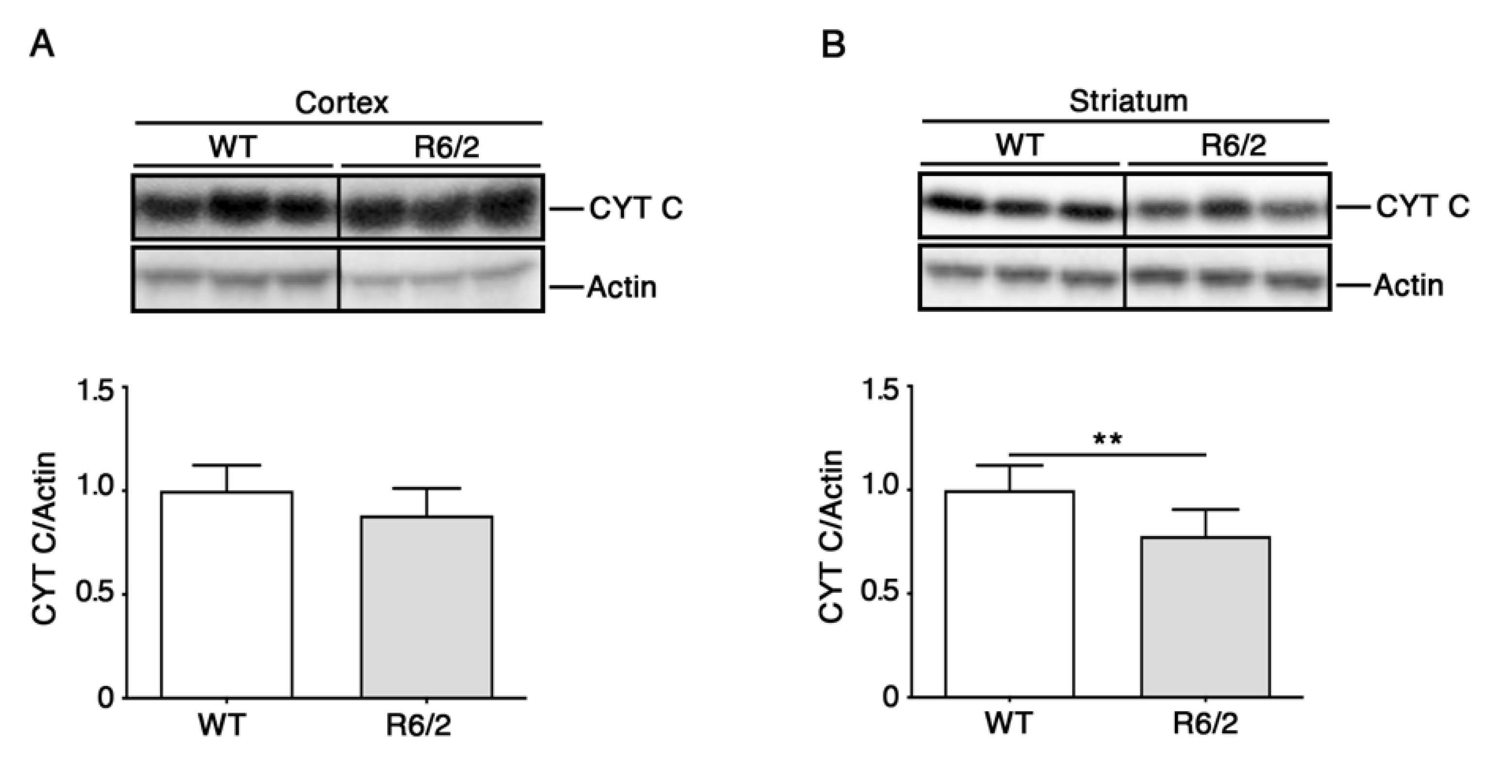 Brainsci 11 01267 g004