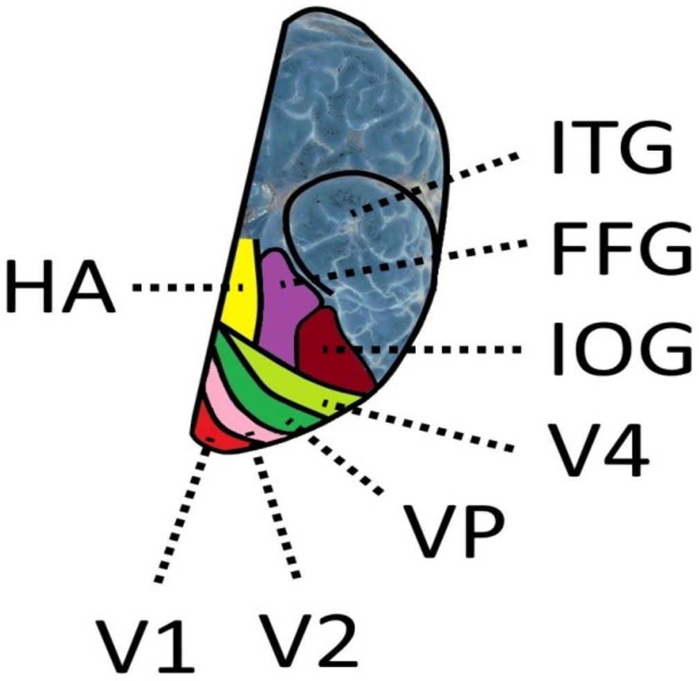 Brainsci 11 01313 g002 Brainsci 11 01313 g002