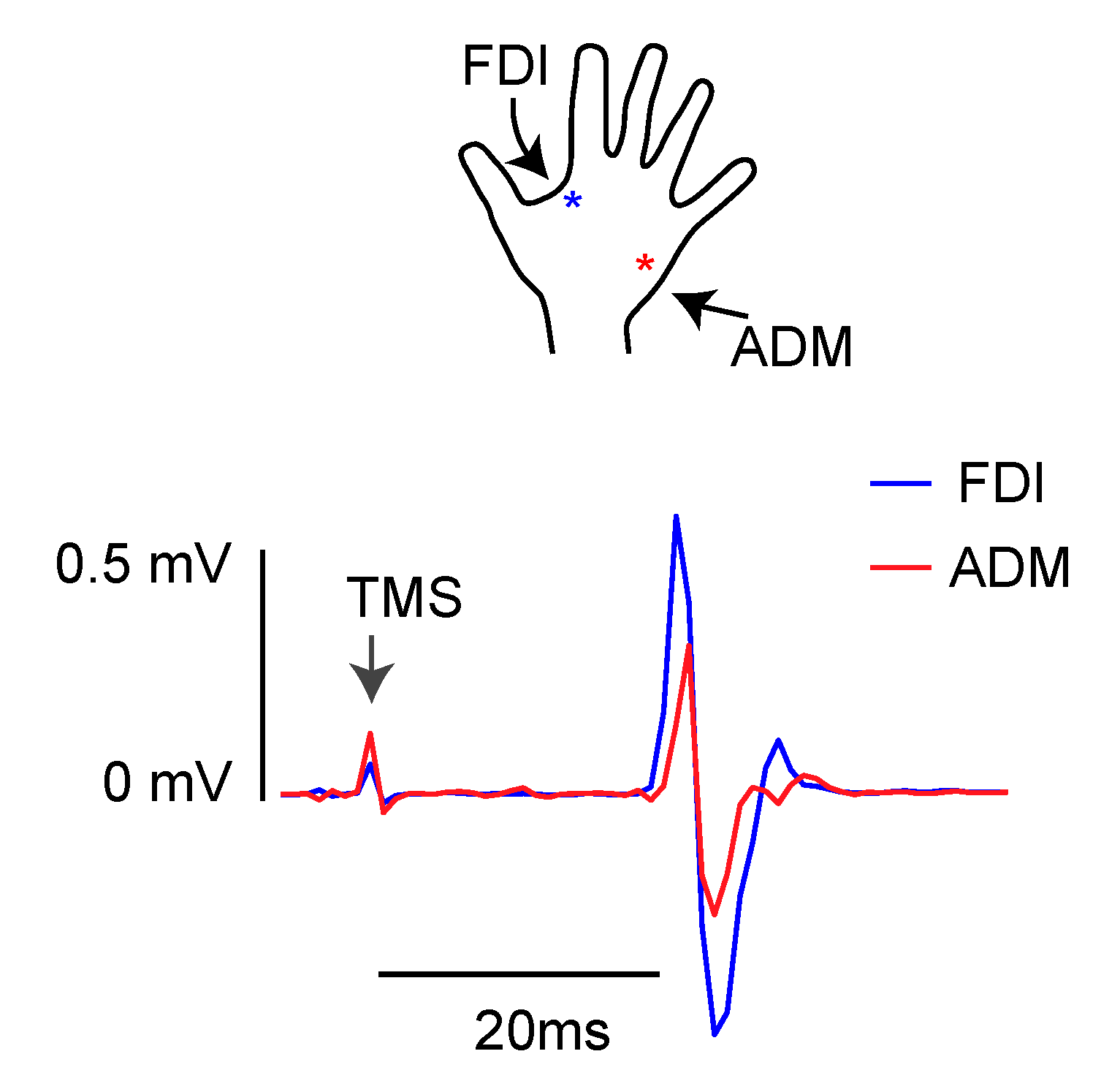 Brainsci 11 01357 g001 550
