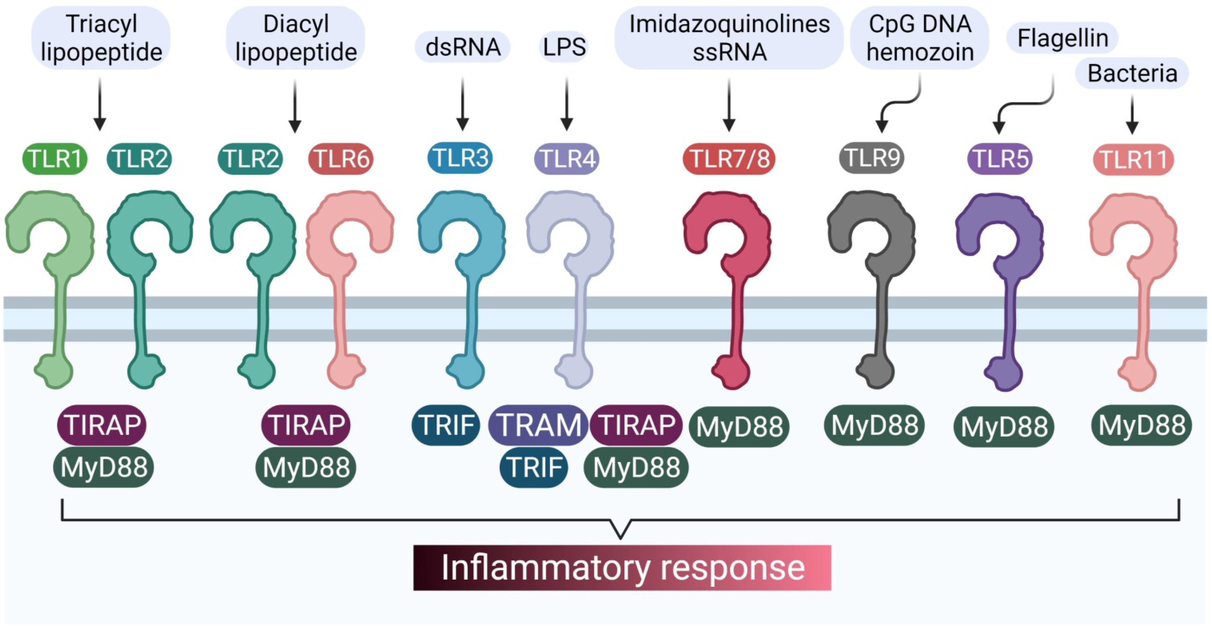 Brainsci 11 01373 g001 550