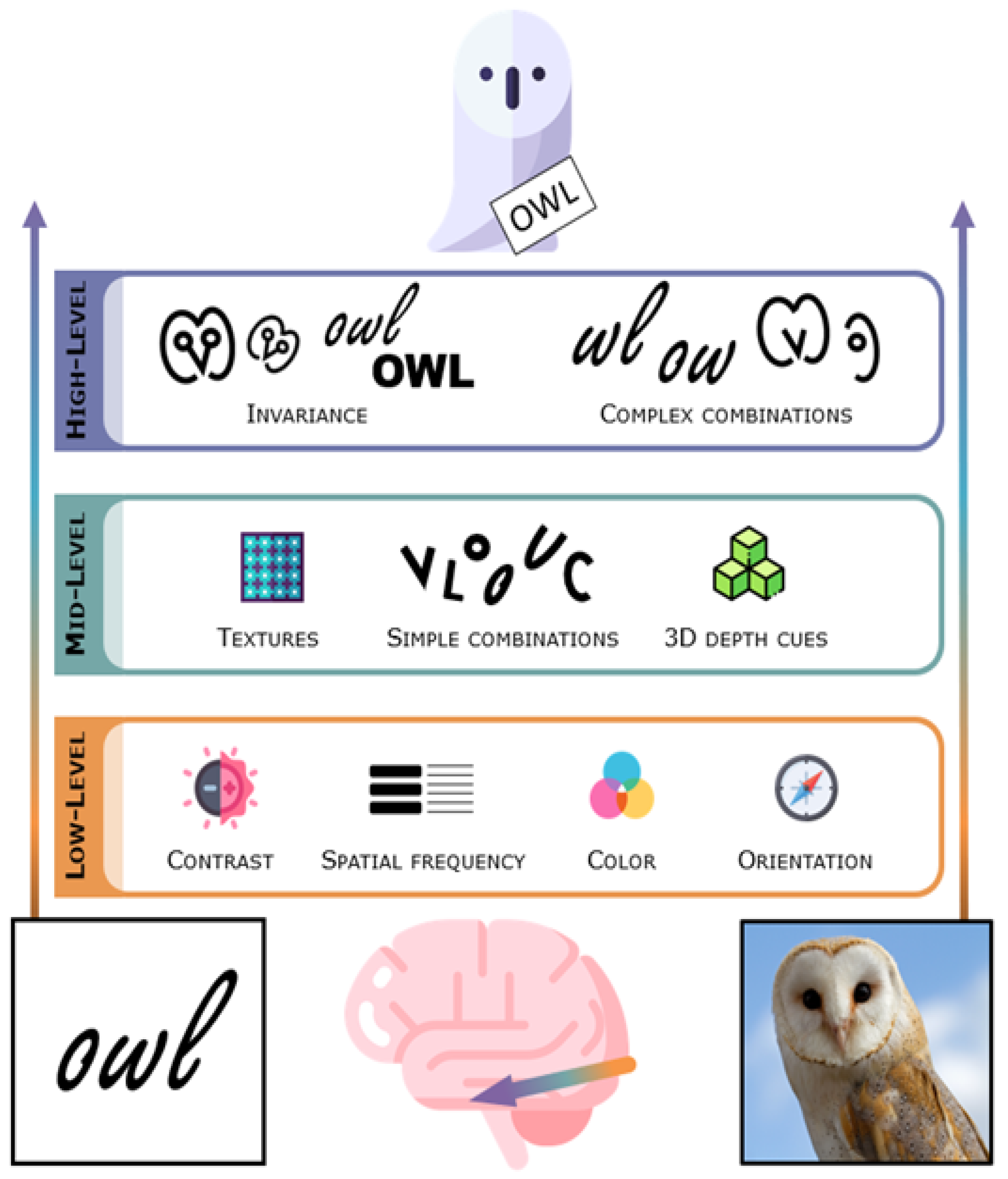 Brainsci 11 01427 g001
