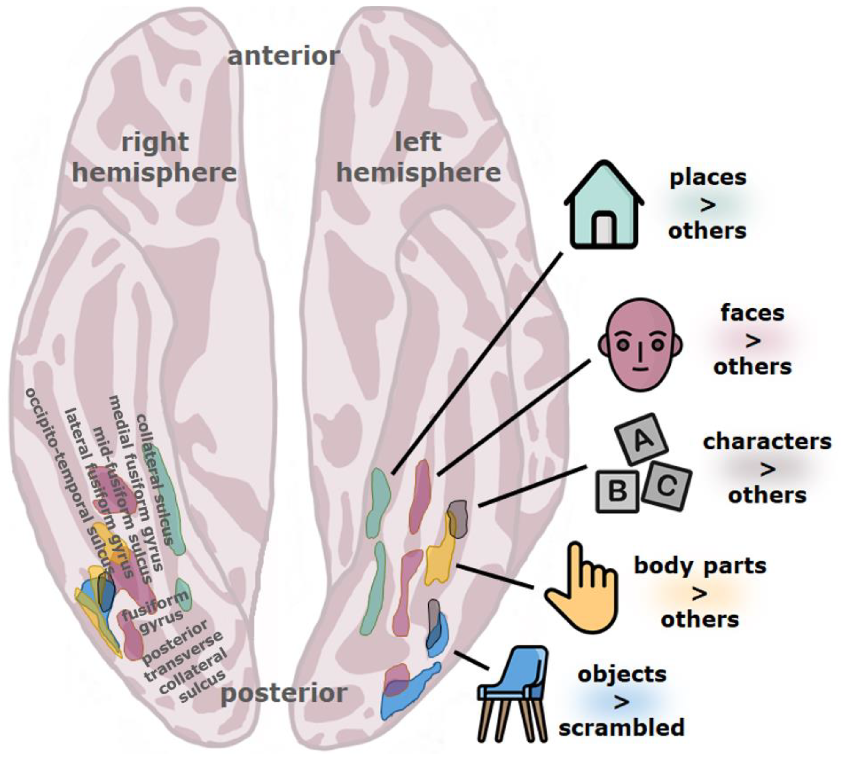Brainsci 11 01427 g002