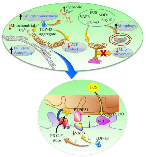 Connection Lost, MAM: Errors in ER–Mitochondria Connections