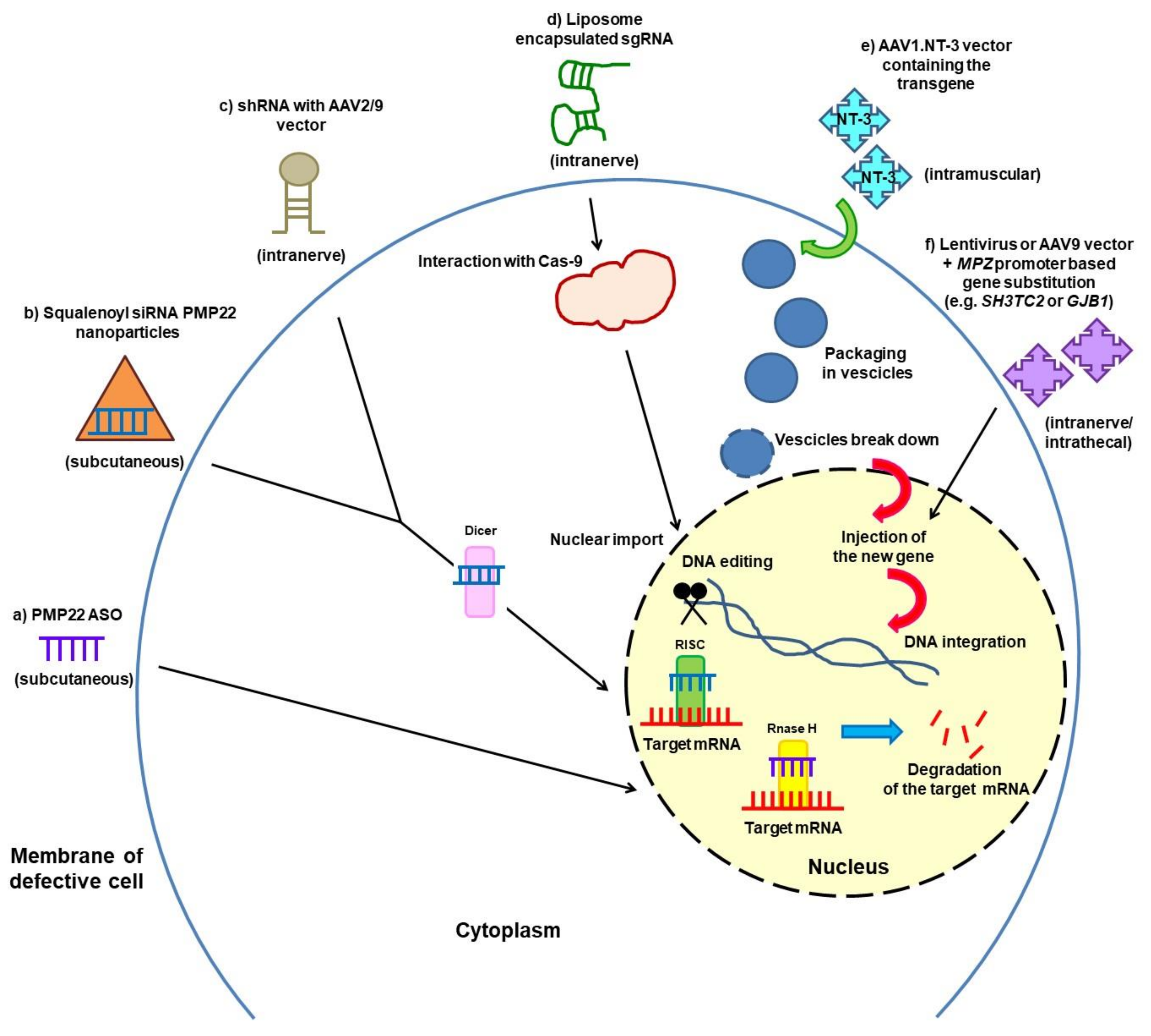 Brainsci 11 01447 g001 550