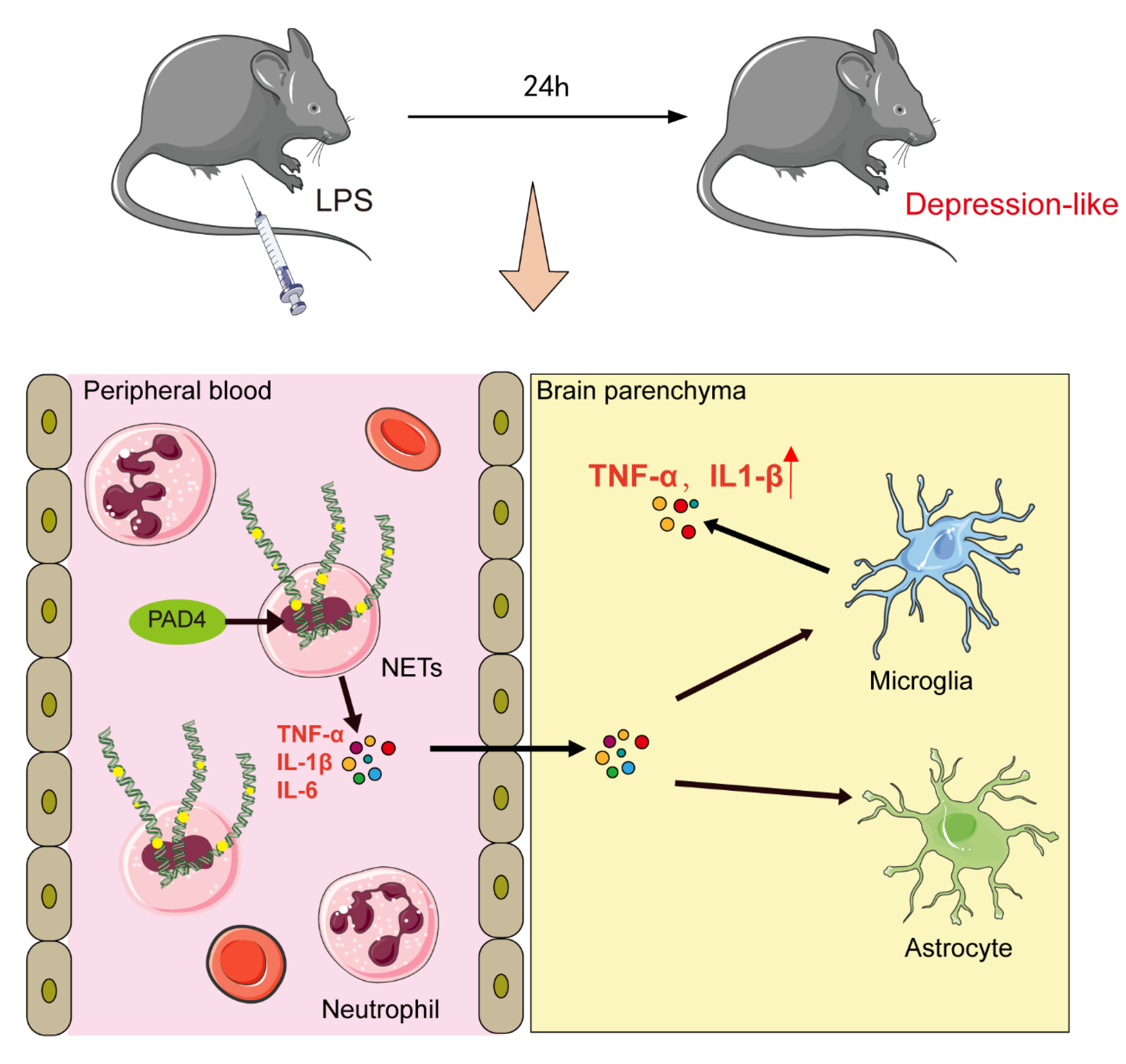 Brainsci 11 01514 g006