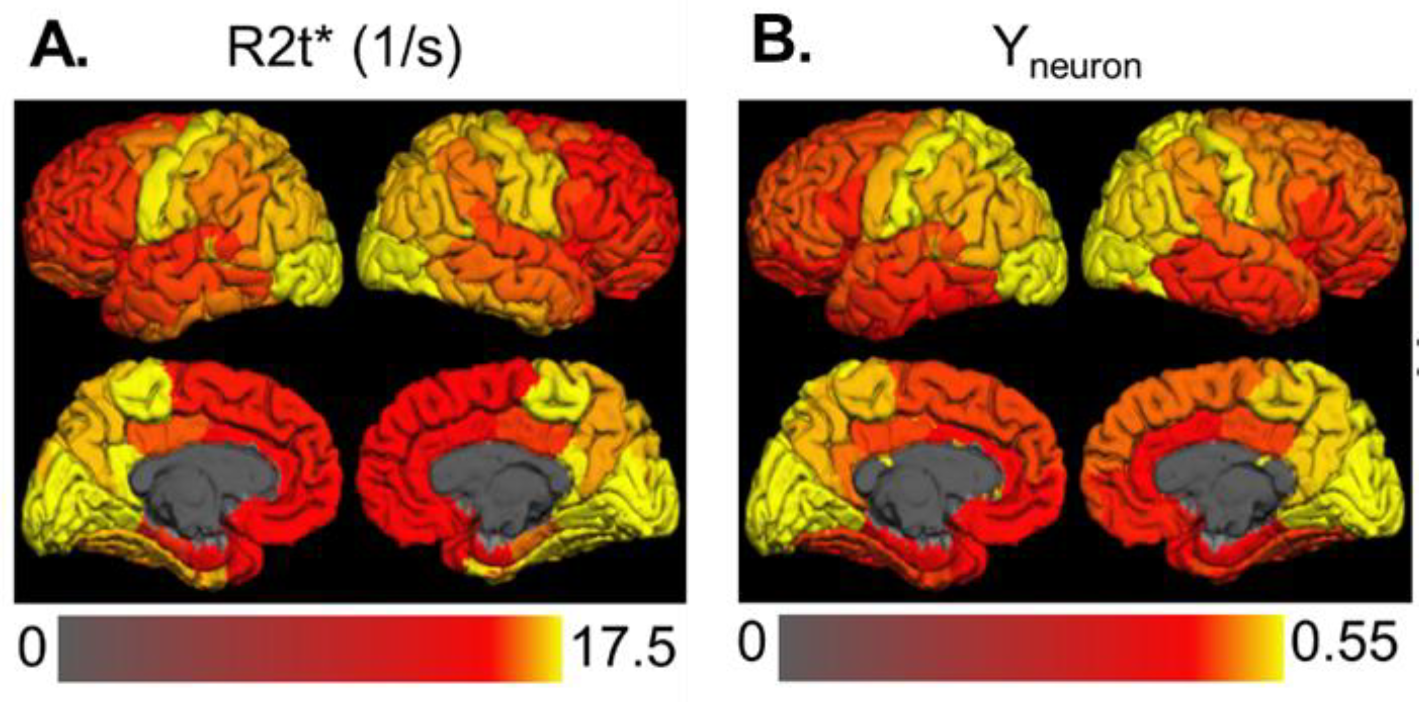The Brain Contains Of Interconnected Neurons And Glia