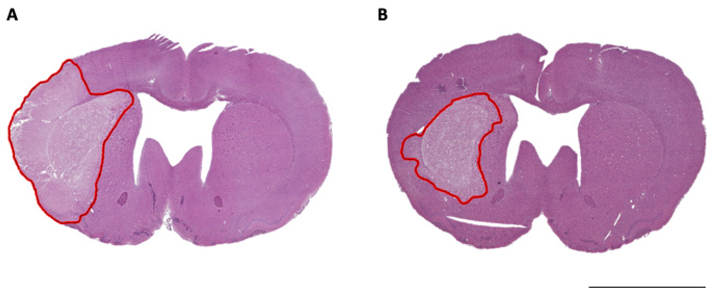 Brainsci 11 01589 g003 Brainsci 11 01589 g003