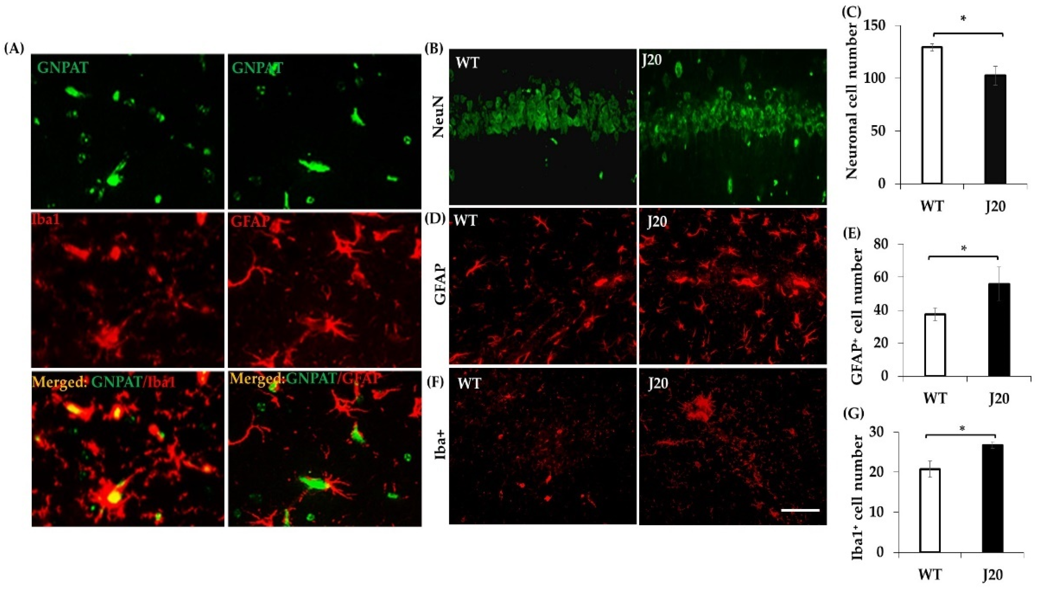 Brainsci 11 01603 g004 550