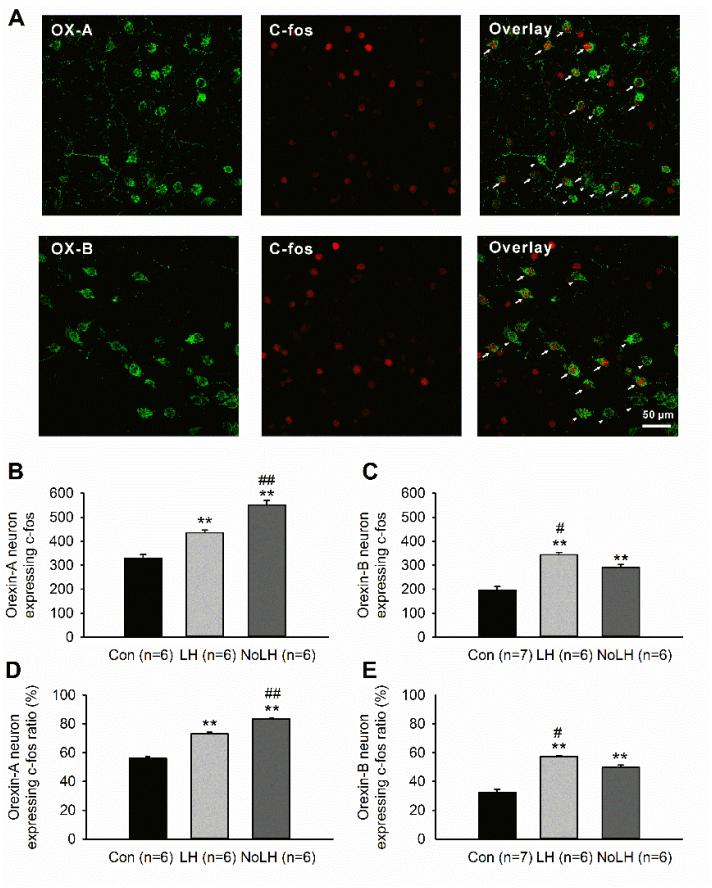 Brainsci 11 01634 g002
