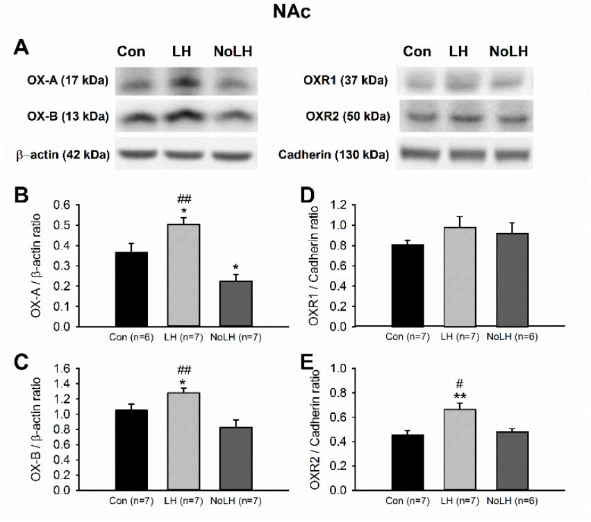 Brainsci 11 01634 g008