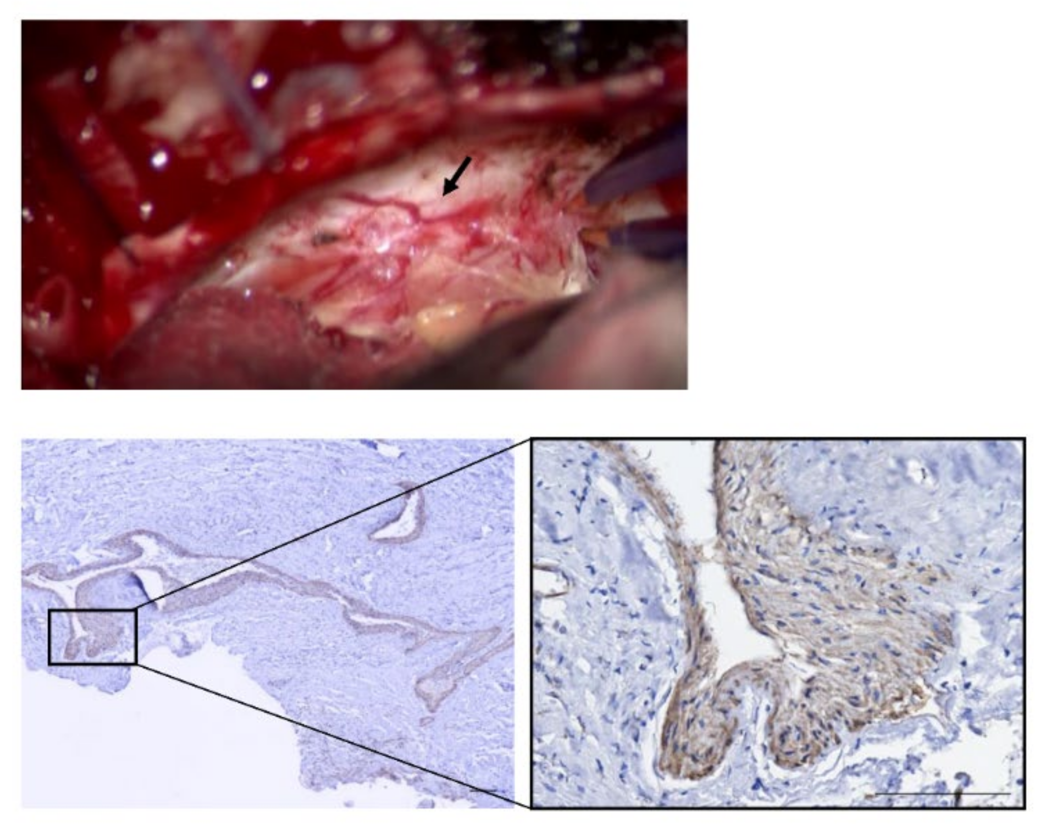 Brainsci 11 01649 g005