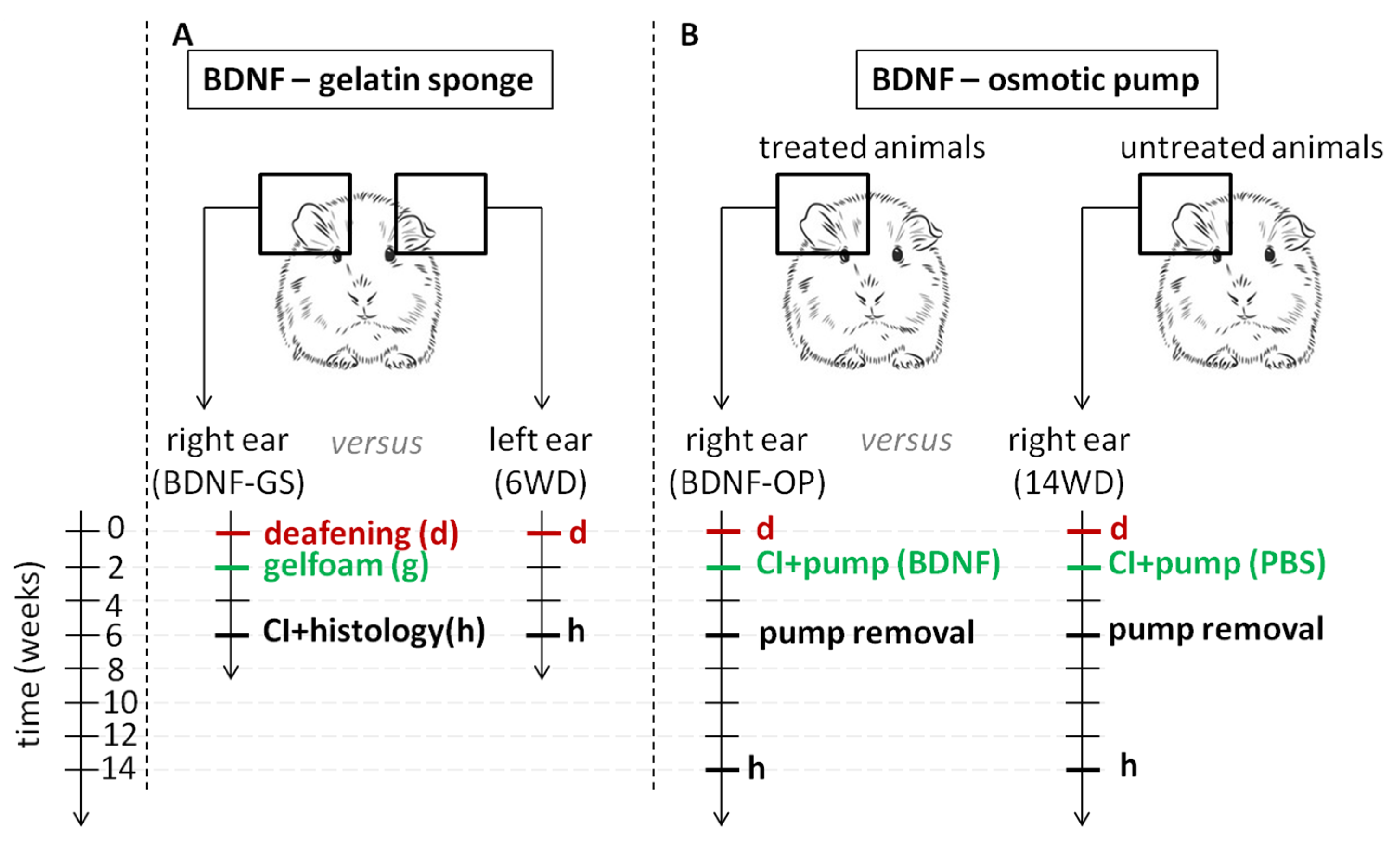 Brainsci 12 00002 g001 Brainsci 12 00002 g001