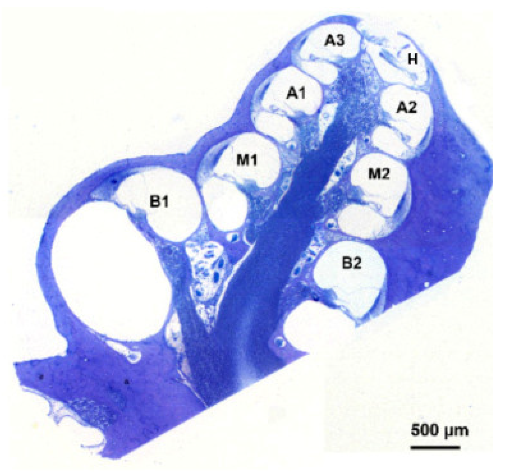 Brainsci 12 00002 g002 Brainsci 12 00002 g002
