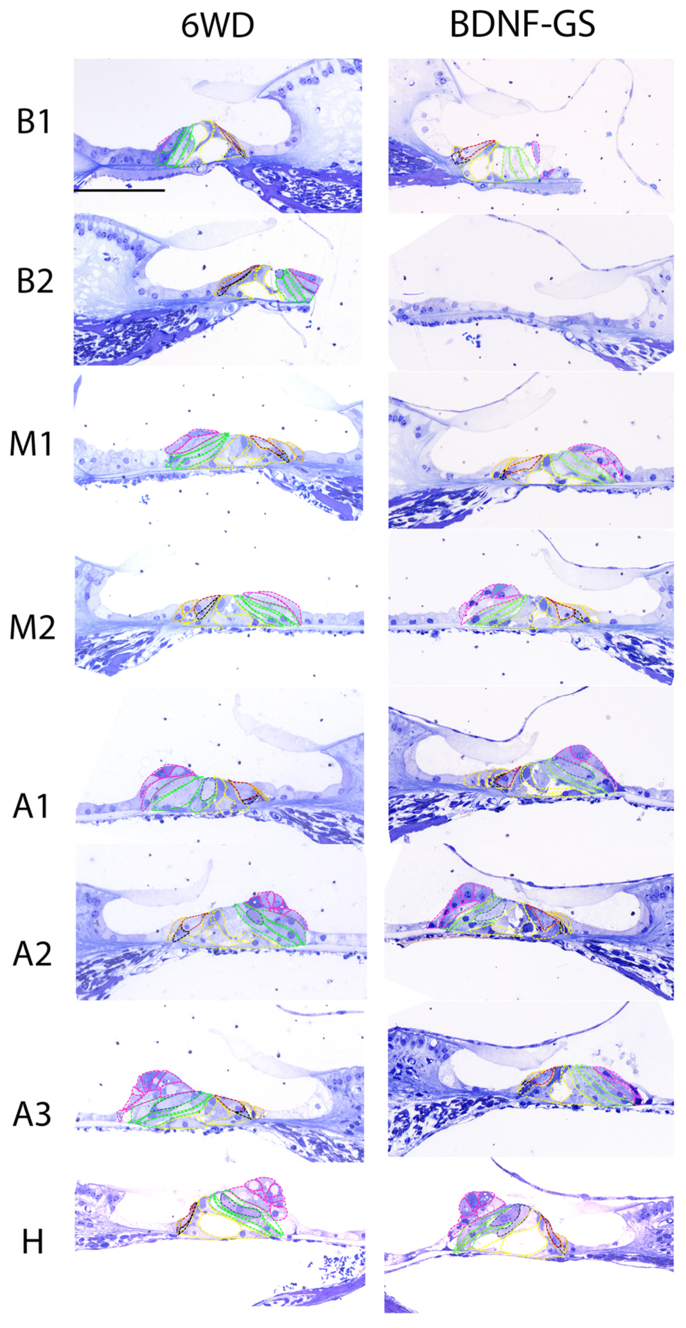 Brainsci 12 00002 g004 Brainsci 12 00002 g004