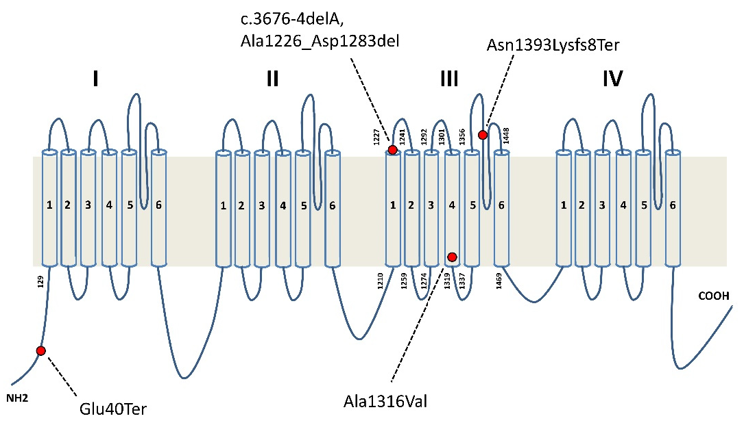 Brainsci 12 00018 g001 550