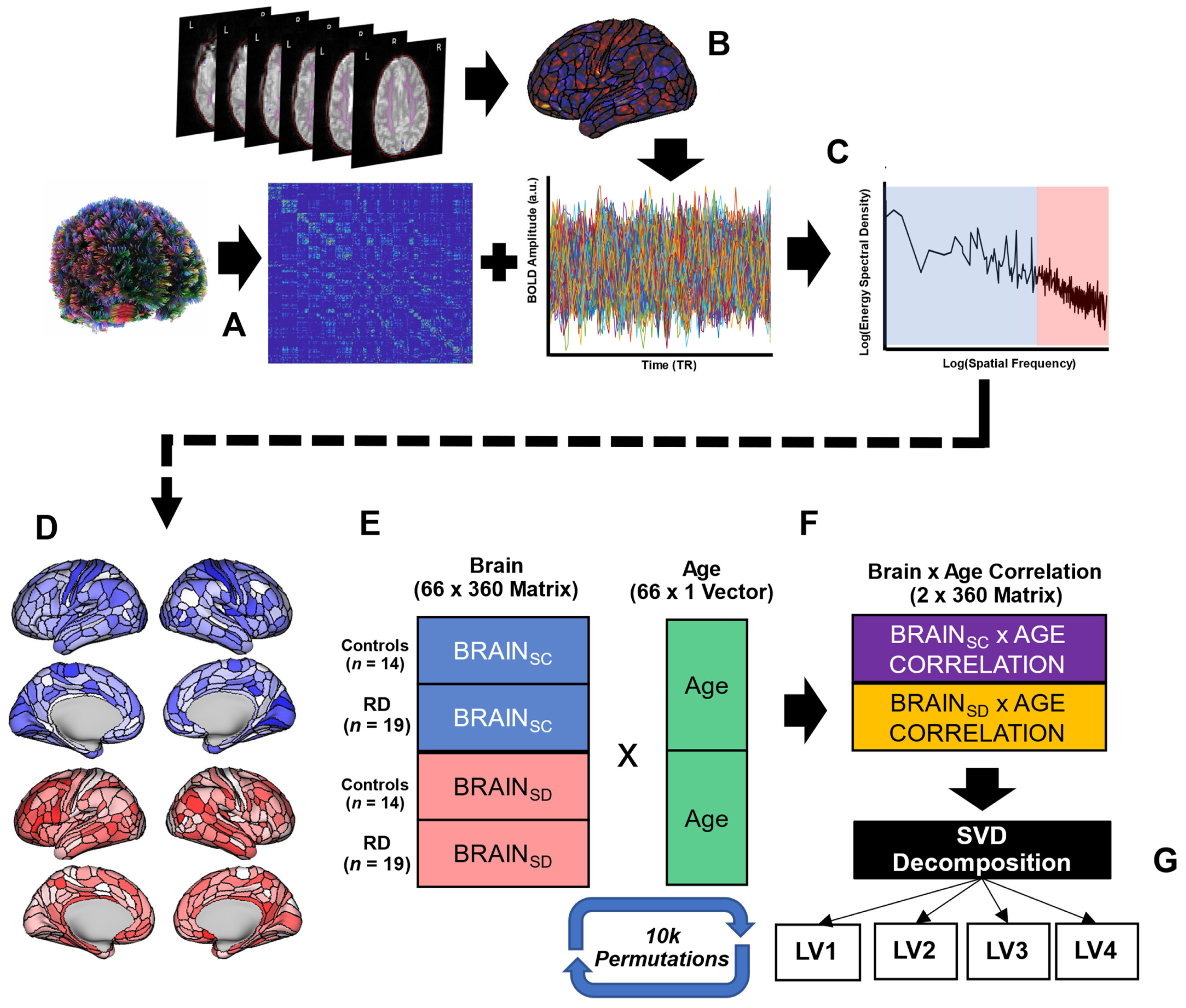 Brain Sciences Free Full-Text Age-Related Trajectories of Brain Structureandndash;Function Coupling in Female Roller Derby Athletes picture pic