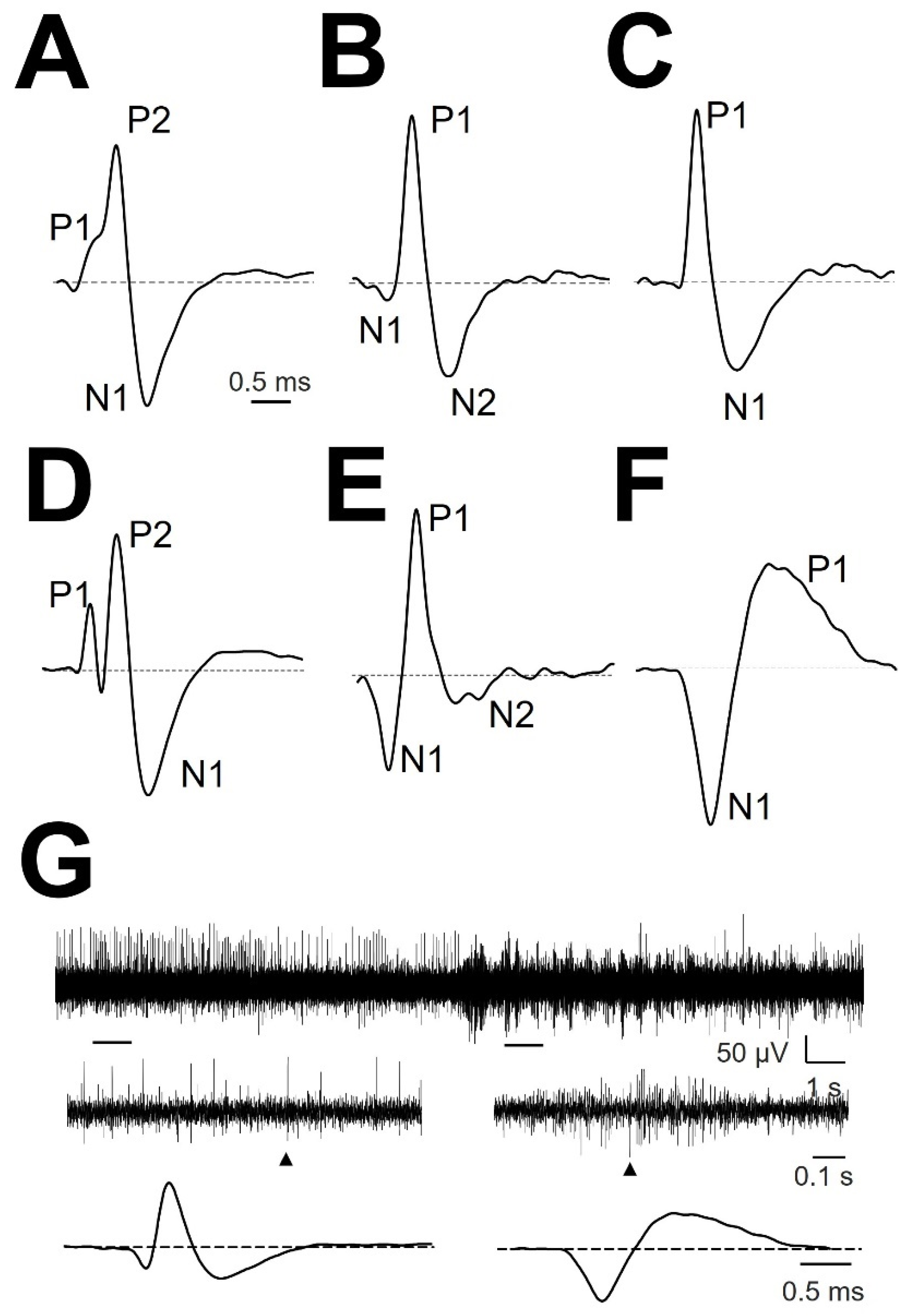 Brainsci 12 00043 g002