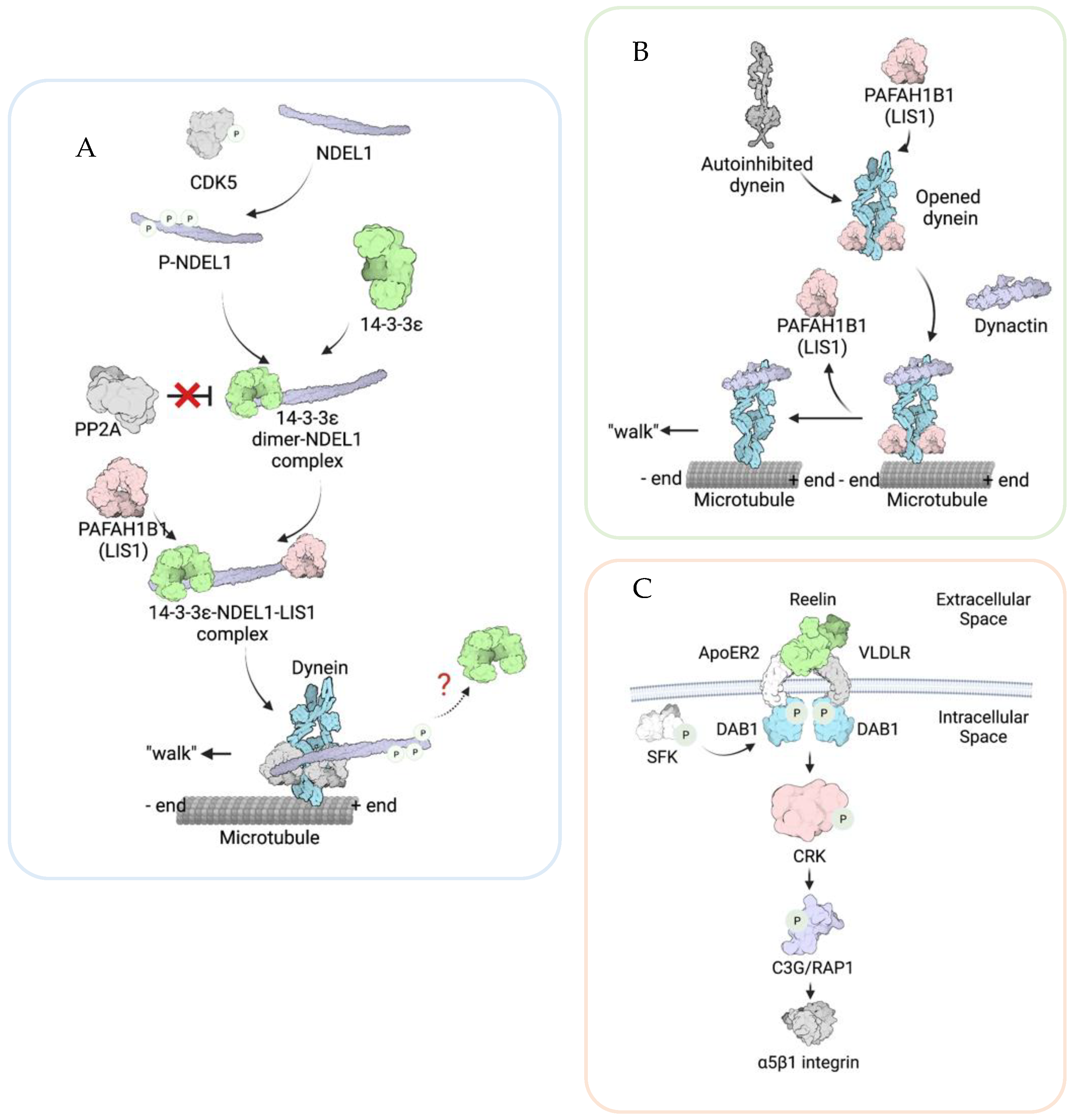 Brainsci 12 00056 g002