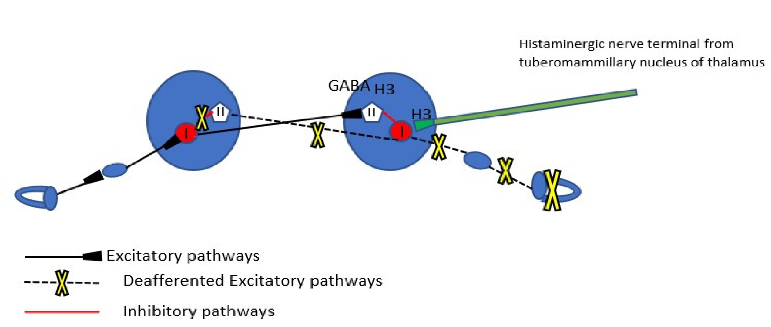 Brainsci 12 00110 g002 550