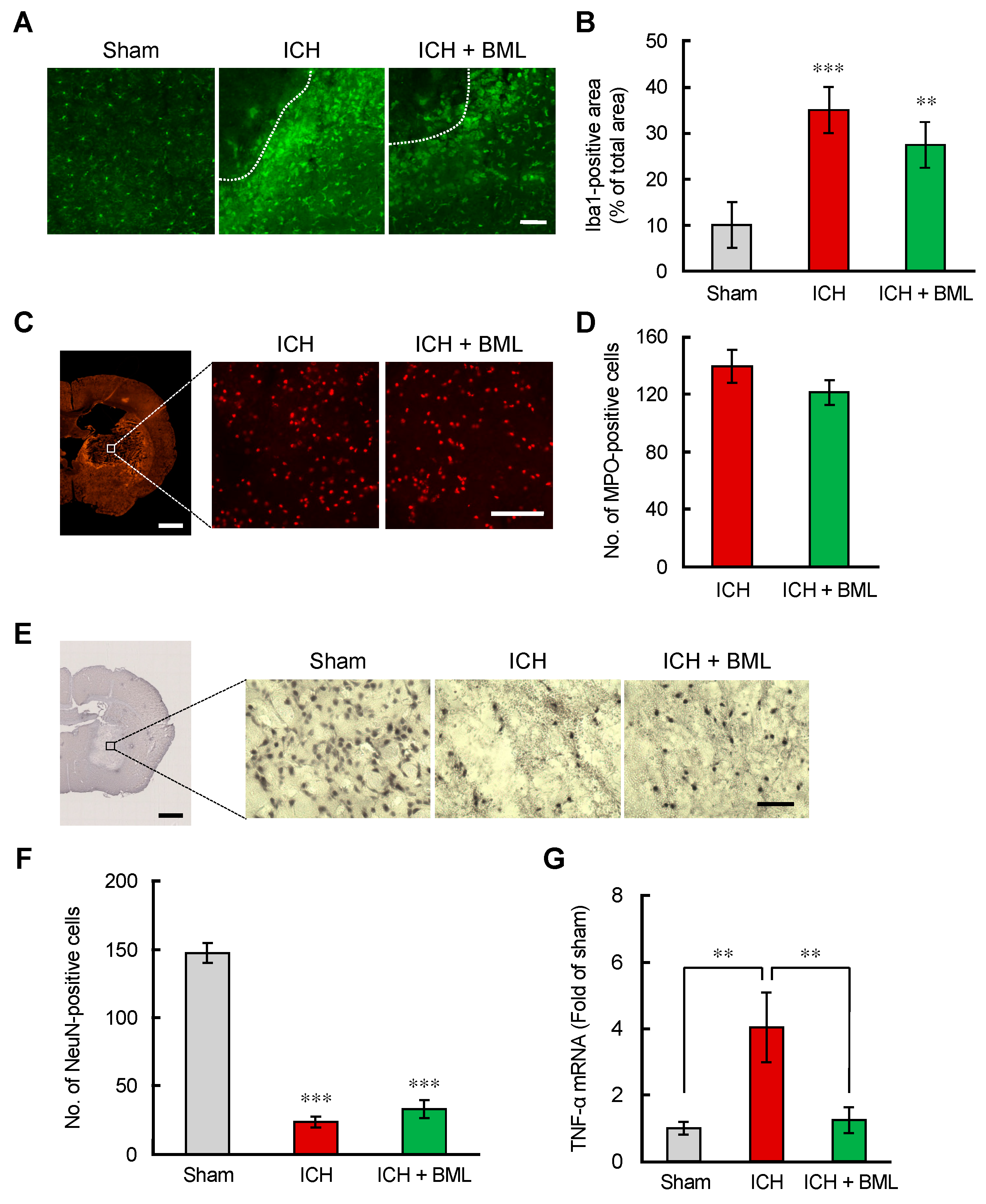 Brainsci 12 00162 g005 550