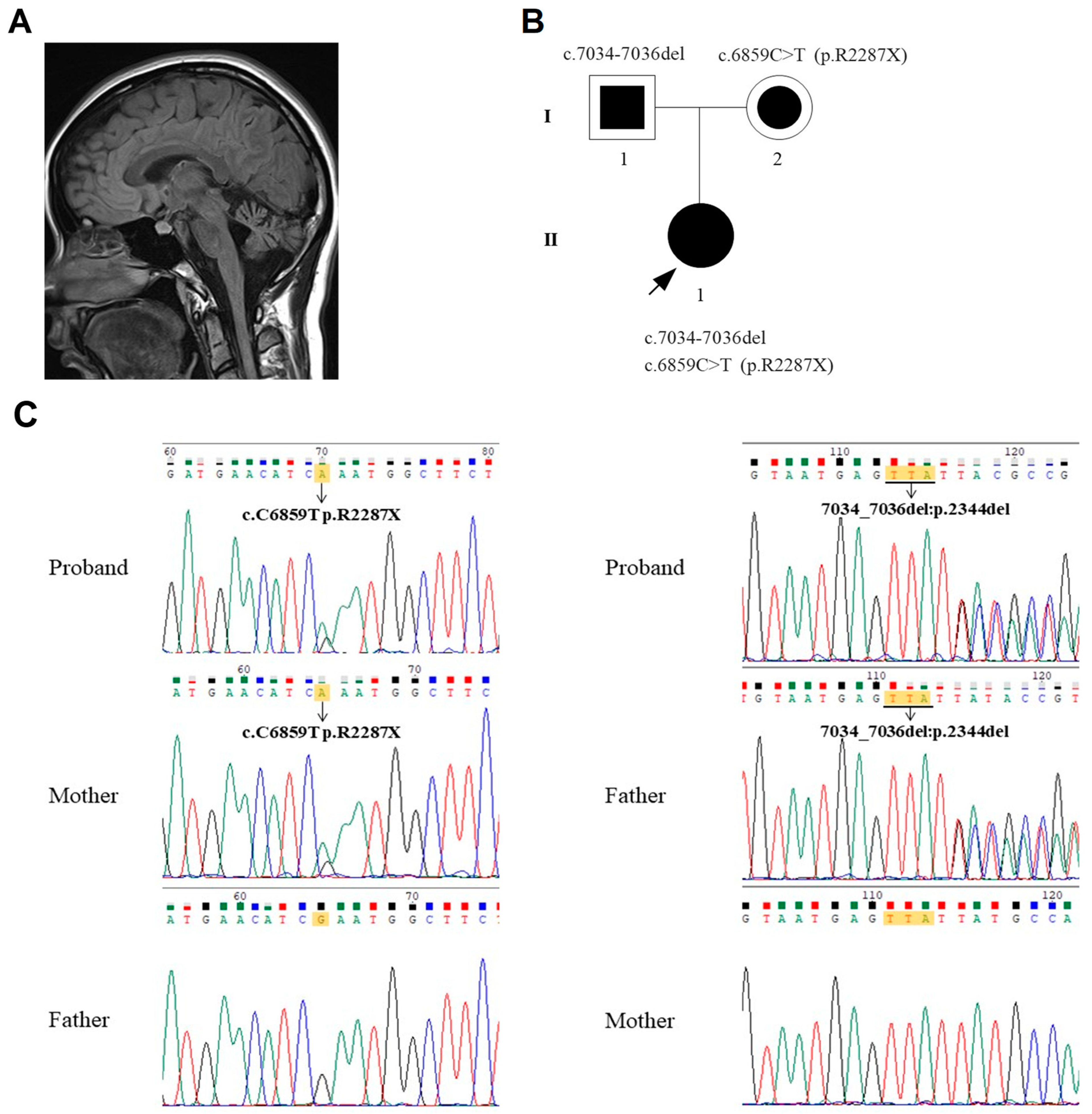 Brainsci 12 00173 g001