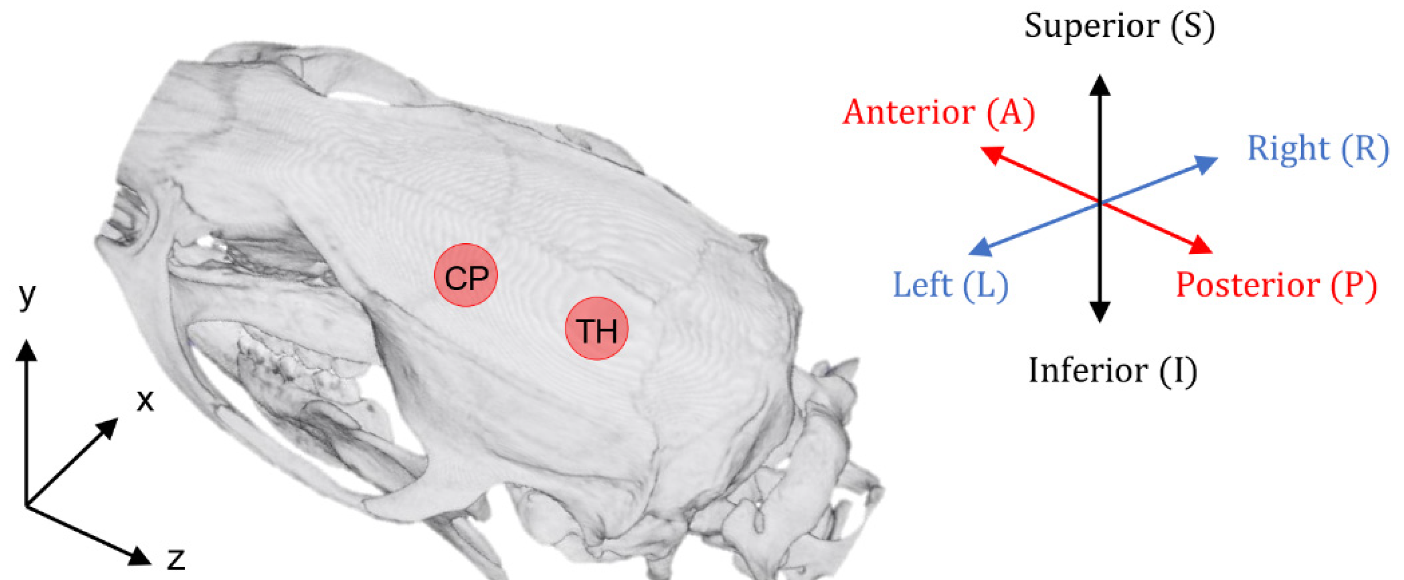 Brainsci 12 00216 g001
