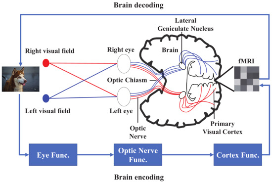 Fake brain 3 Diagram