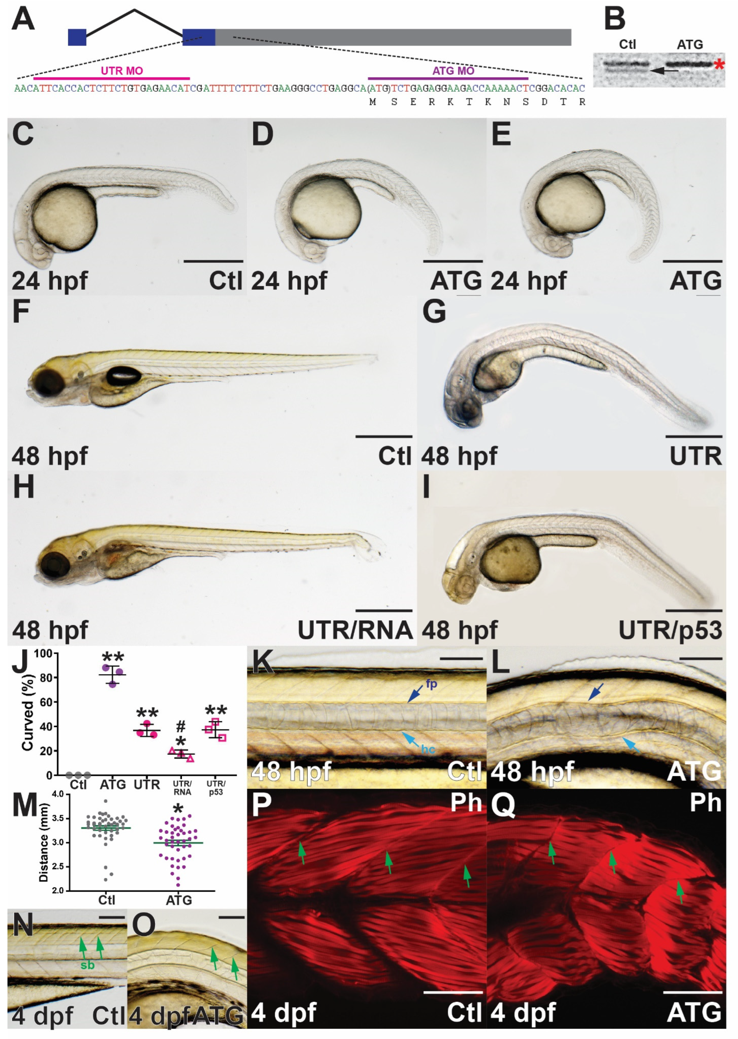 Brainsci 12 00241 g002