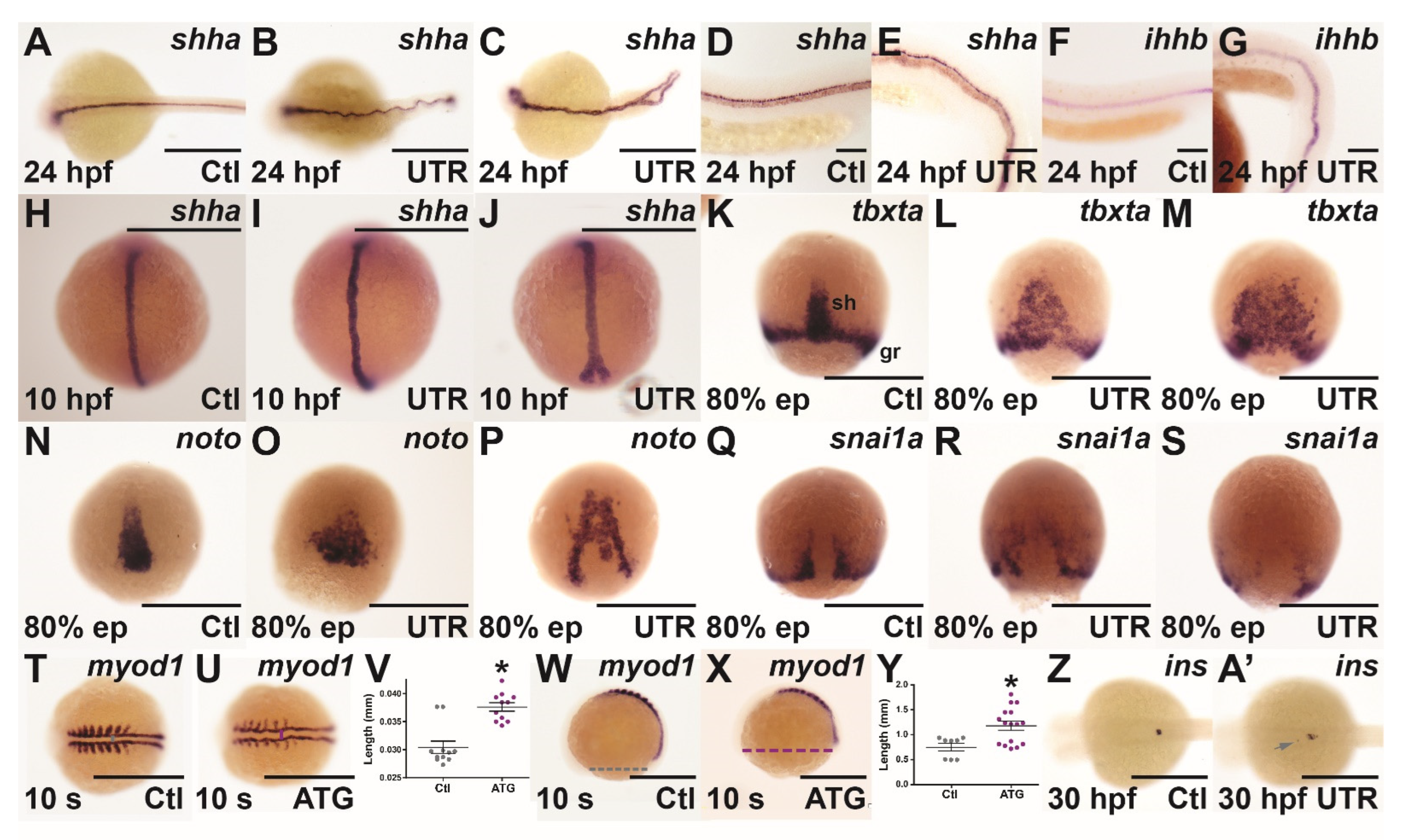 Brainsci 12 00241 g003