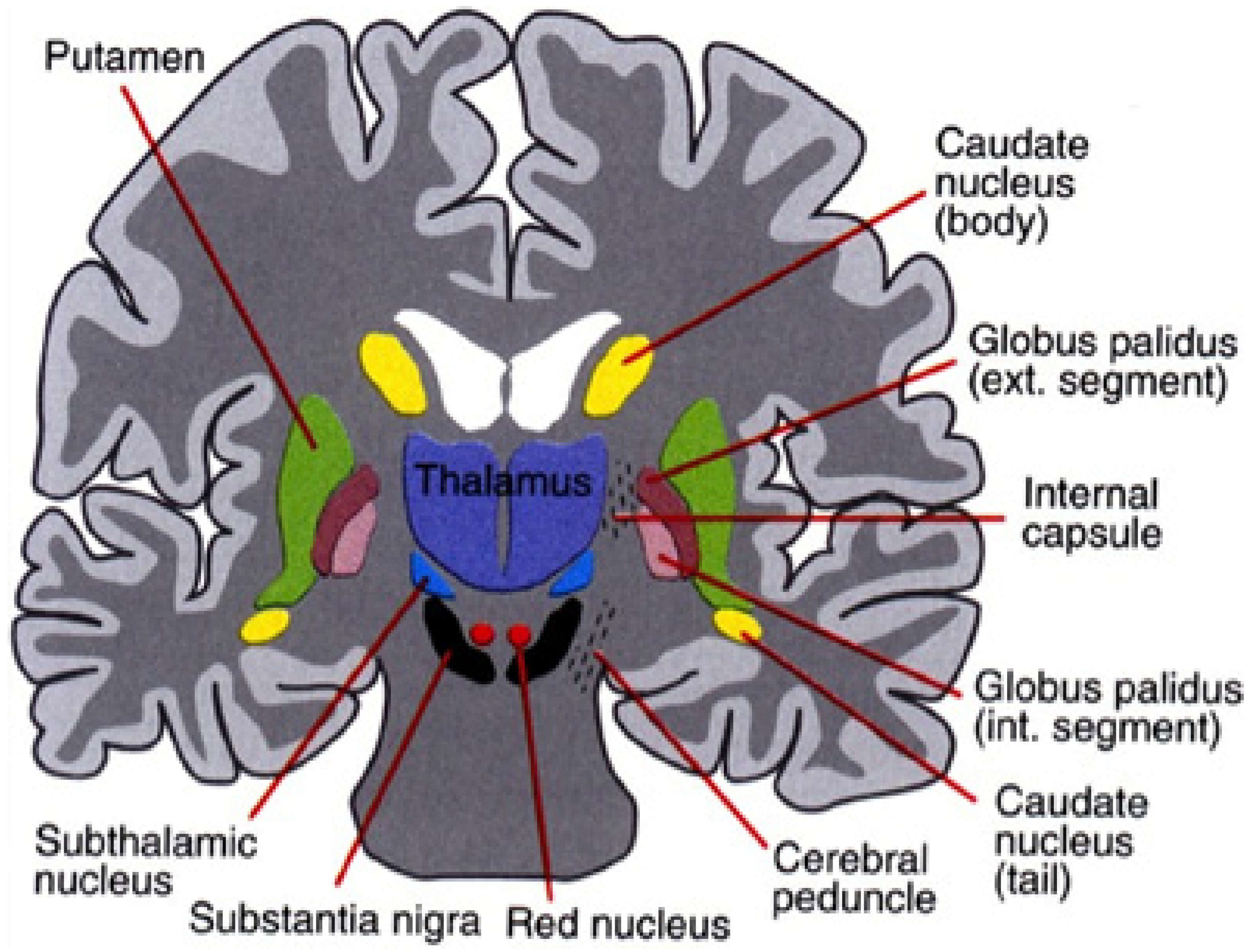 Что такое путамен 8 букв. Путамен (базальные ганглии). Putamen анатомия. Putamen головной мозг. Basal ganglia Anatomy.
