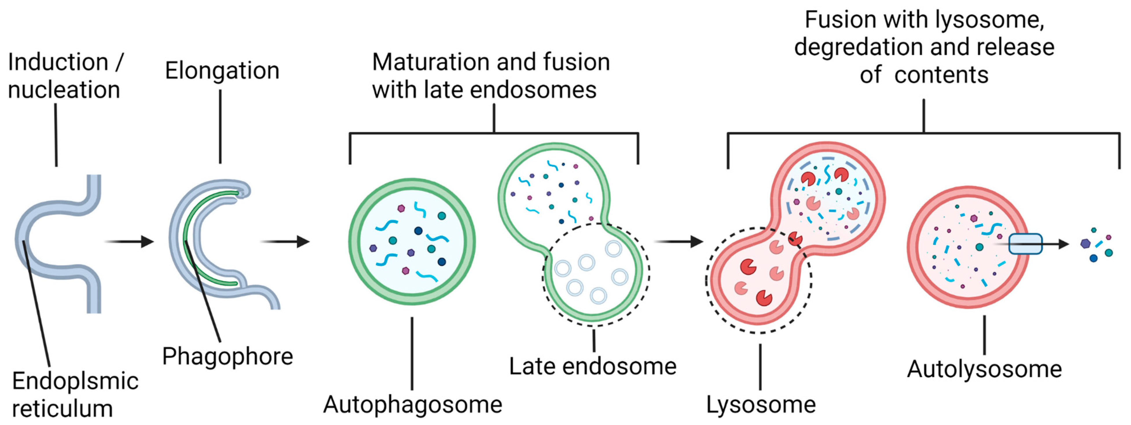 Brainsci 12 00247 g001 Brainsci 12 00247 g001