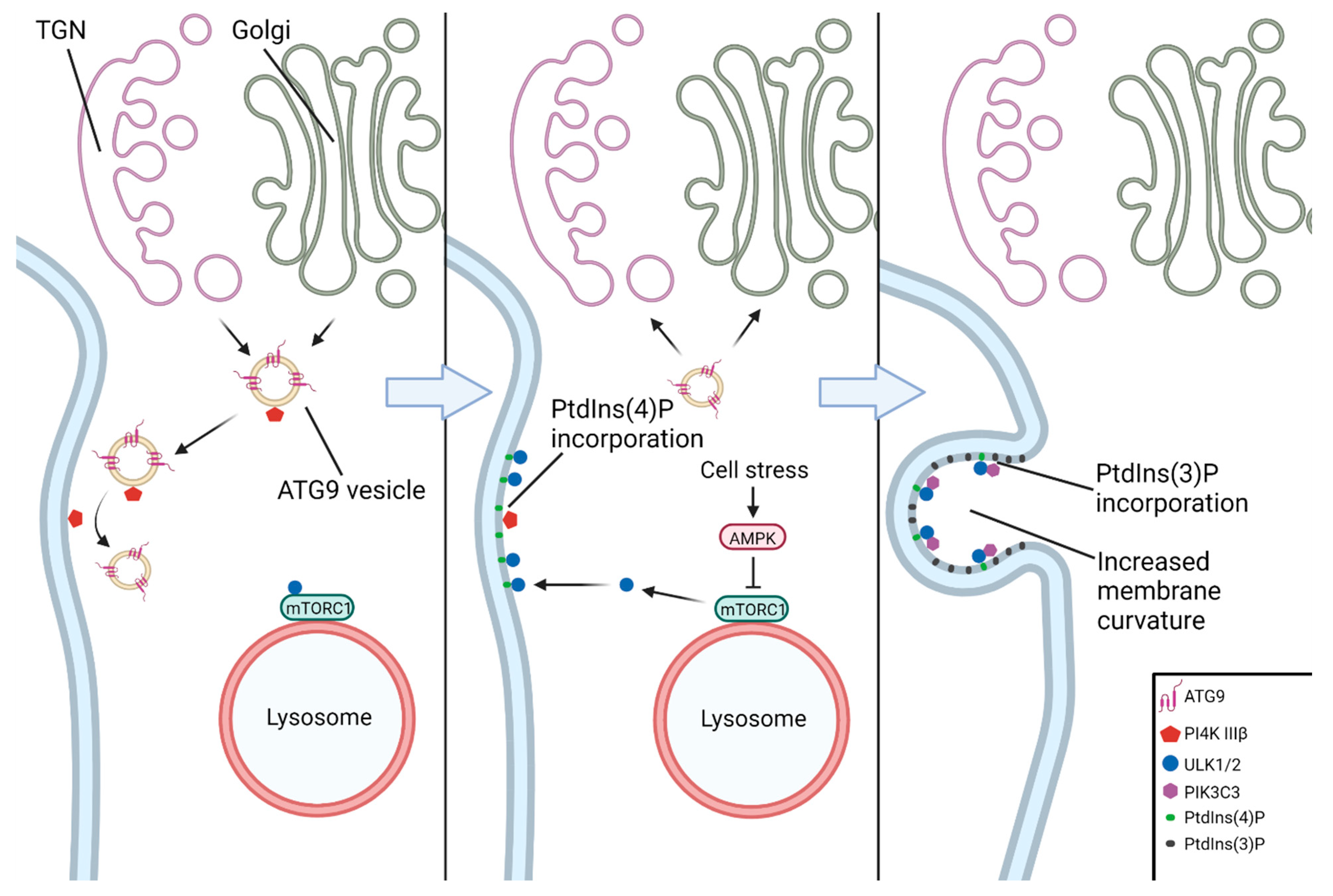Brainsci 12 00247 g004 Brainsci 12 00247 g004